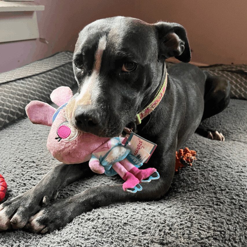 Nova, a Adoptable mixed breed in Leon, KS image 2/19