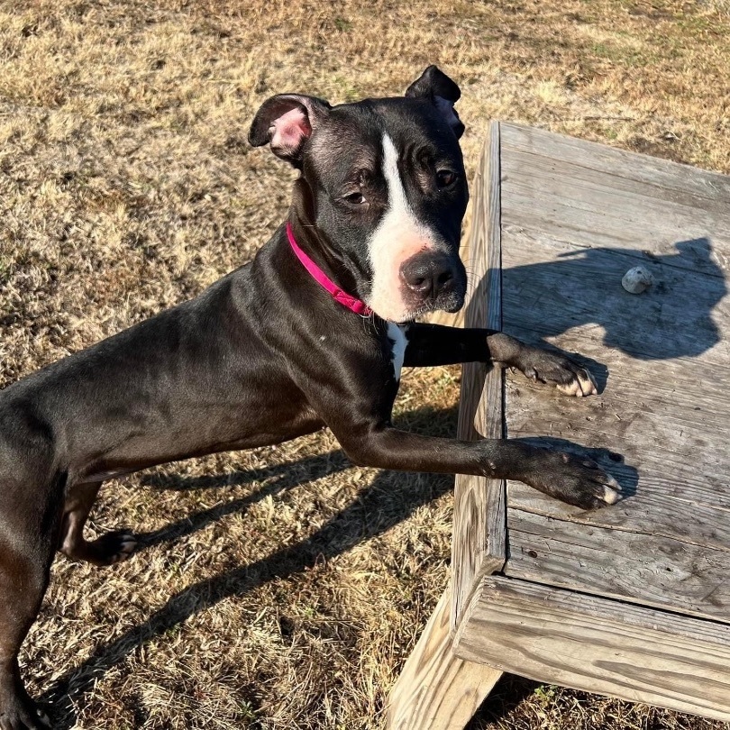 Nova, a Adoptable mixed breed in Leon, KS image 3/19
