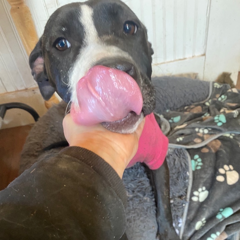 Nova, a Adoptable mixed breed in Leon, KS image 4/19