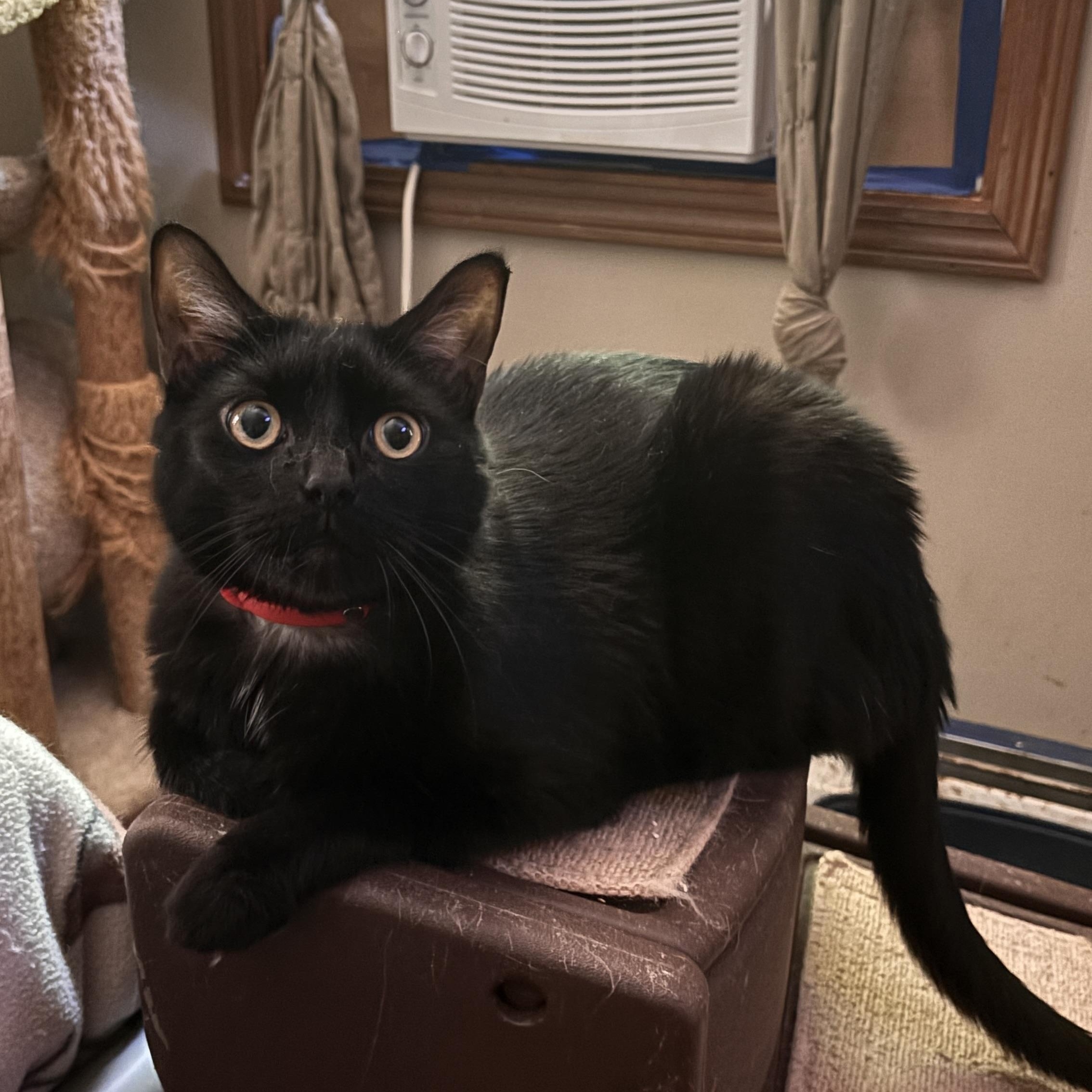 Enlarge Walt Disney, a ADOPTABLE Domestic Medium Hair in Melrose, MA image 1/6