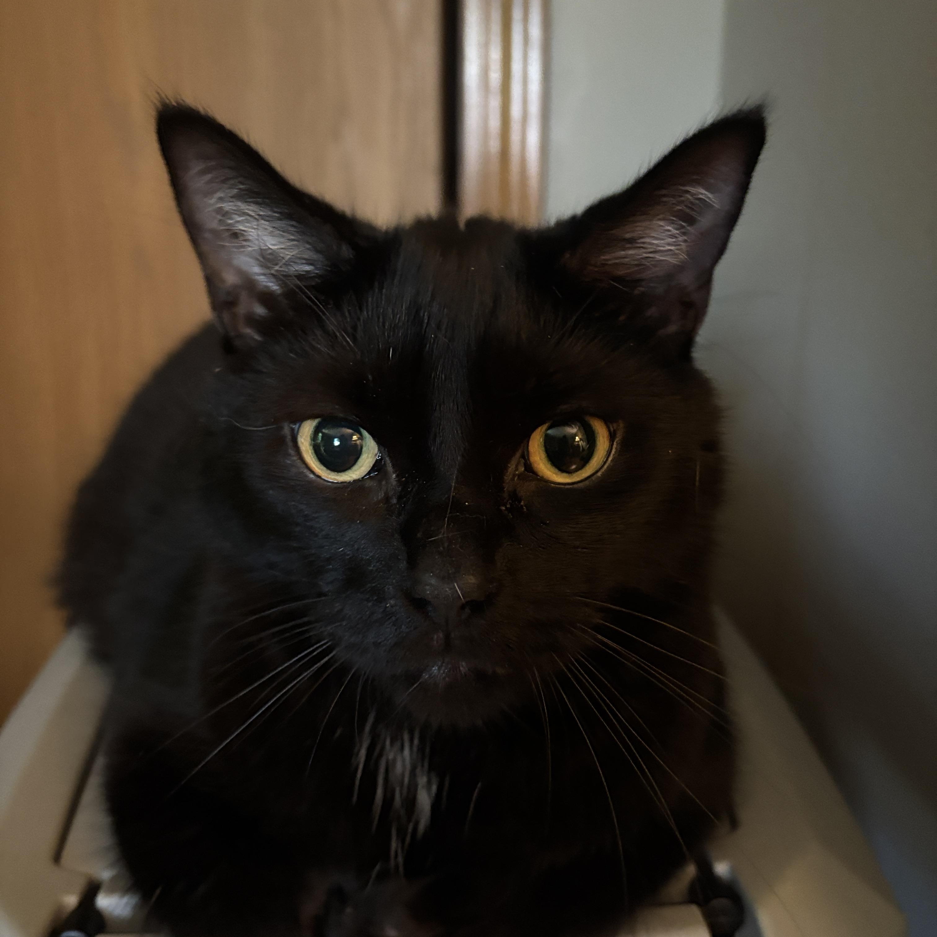Enlarge Walt Disney, a ADOPTABLE Domestic Medium Hair in Melrose, MA image 3/6
