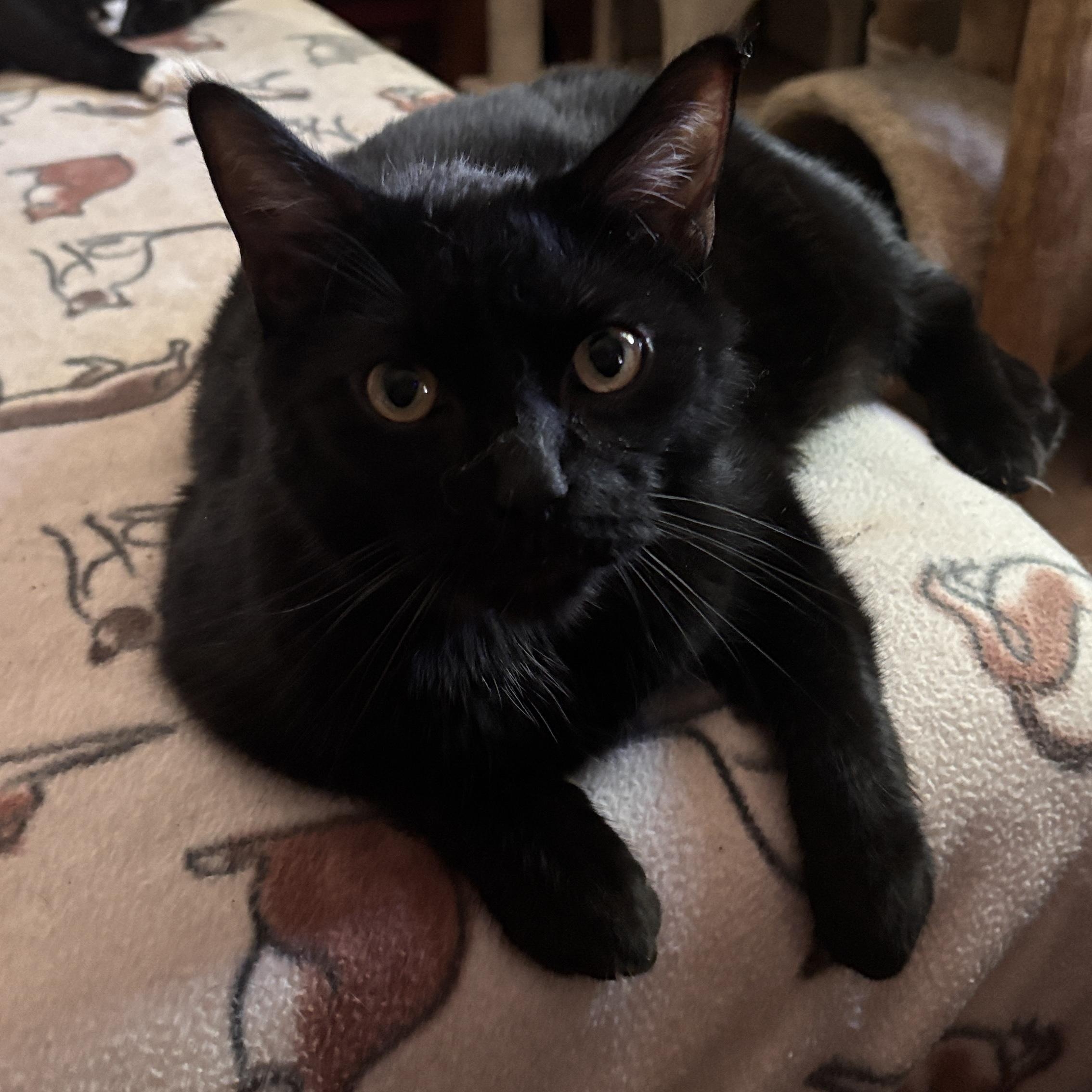 Enlarge Walt Disney, a ADOPTABLE Domestic Medium Hair in Melrose, MA image 2/6
