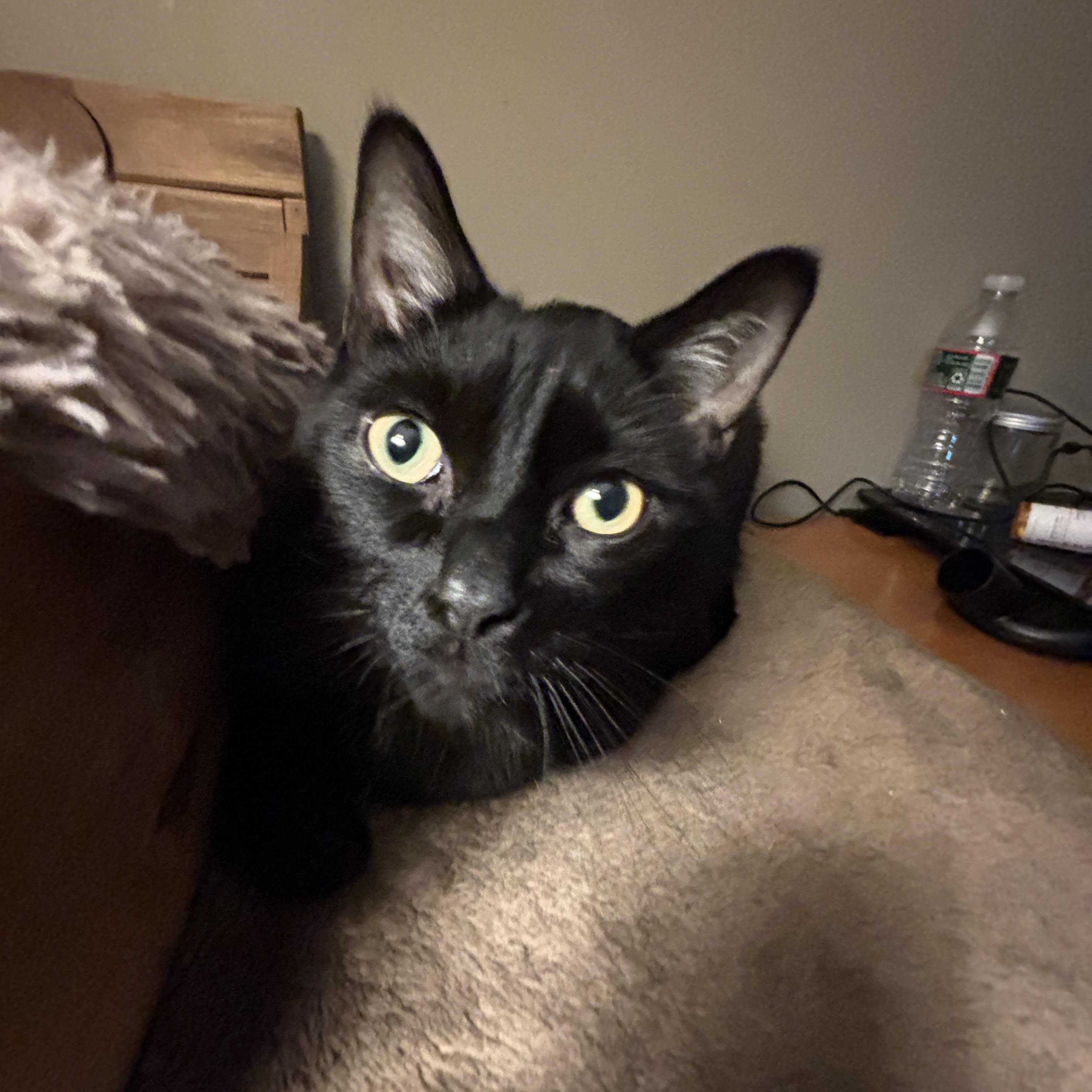 Enlarge Walt Disney, a ADOPTABLE Domestic Medium Hair in Melrose, MA image 4/6