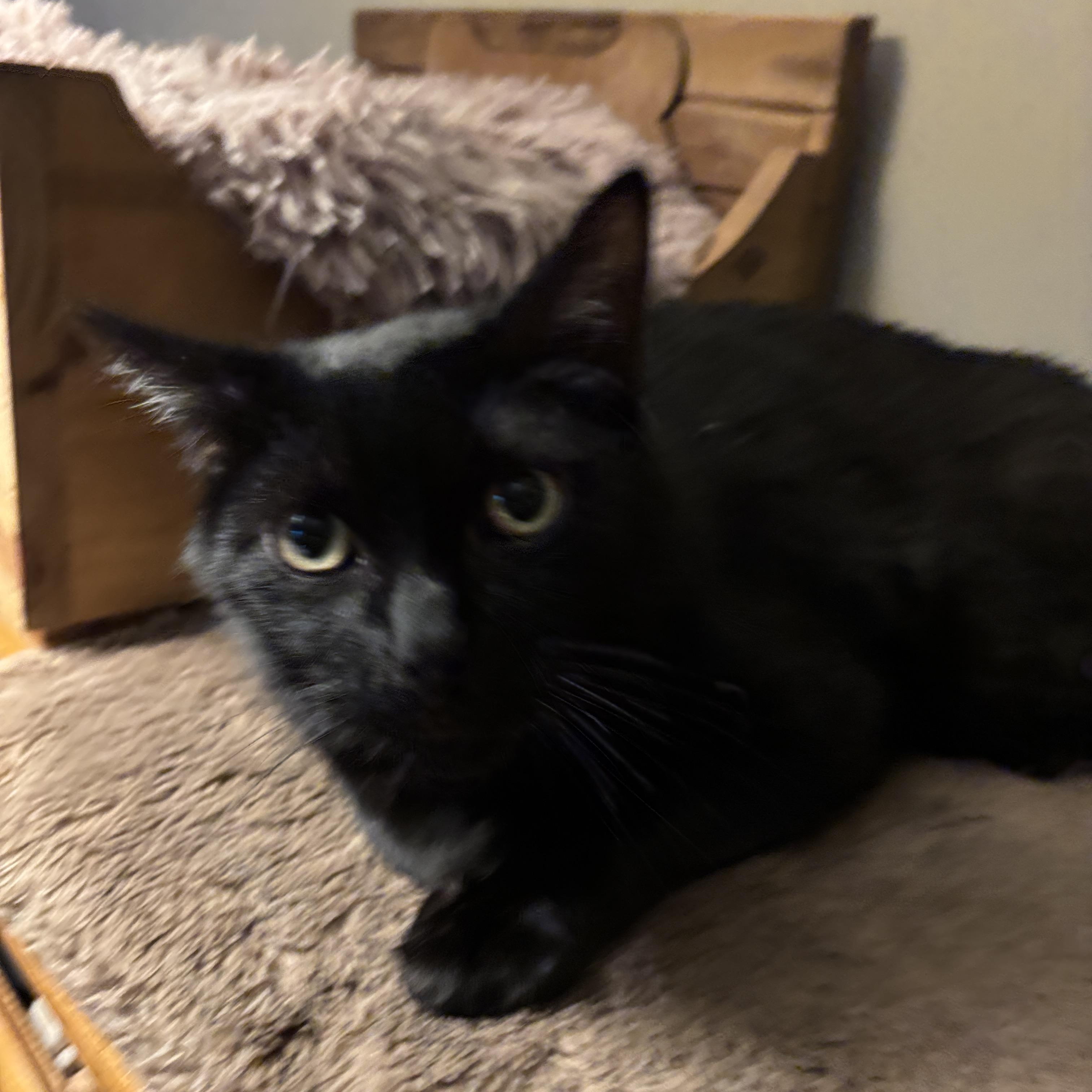 Enlarge Walt Disney, a ADOPTABLE Domestic Medium Hair in Melrose, MA image 5/6