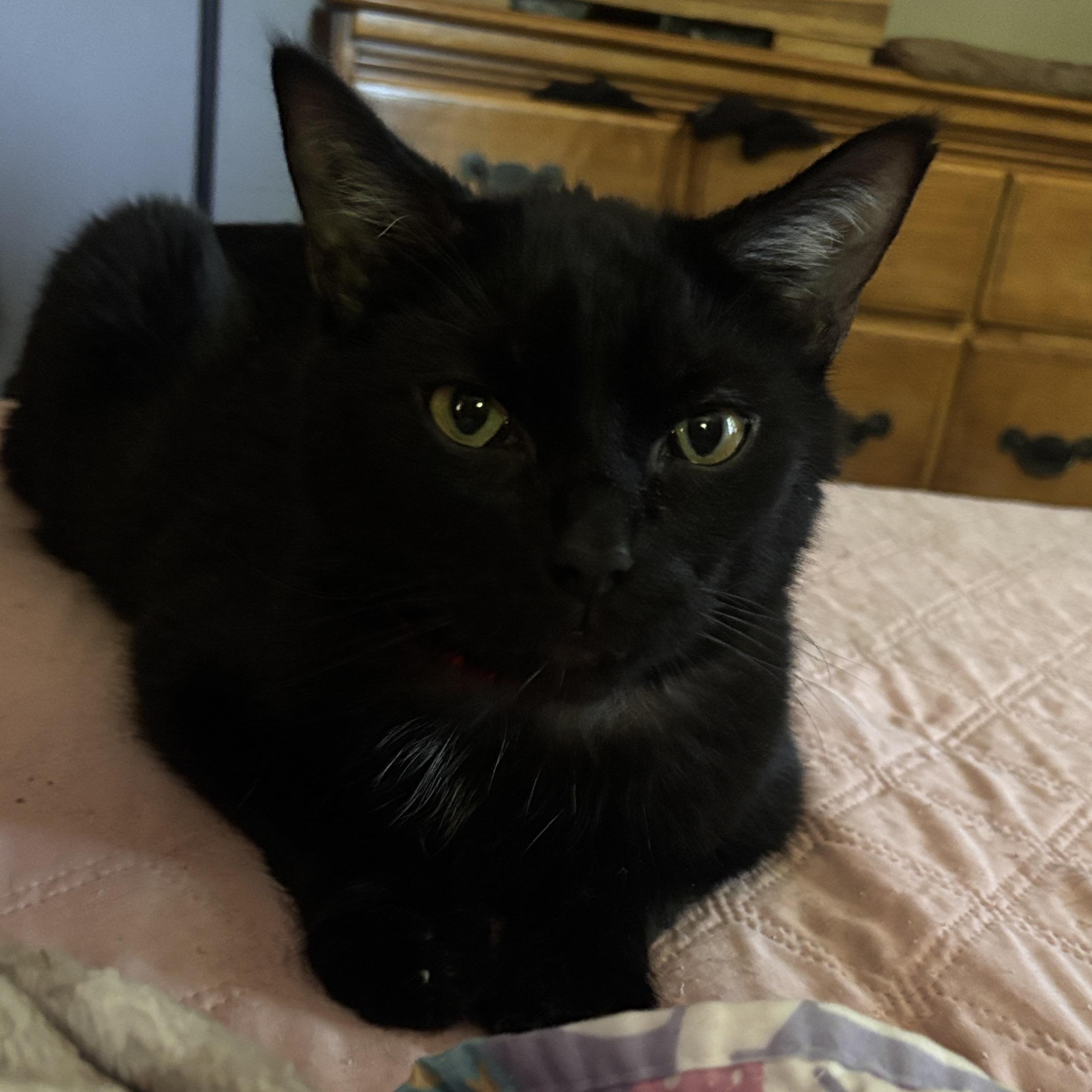 Enlarge Walt Disney, a ADOPTABLE Domestic Medium Hair in Melrose, MA image 6/6