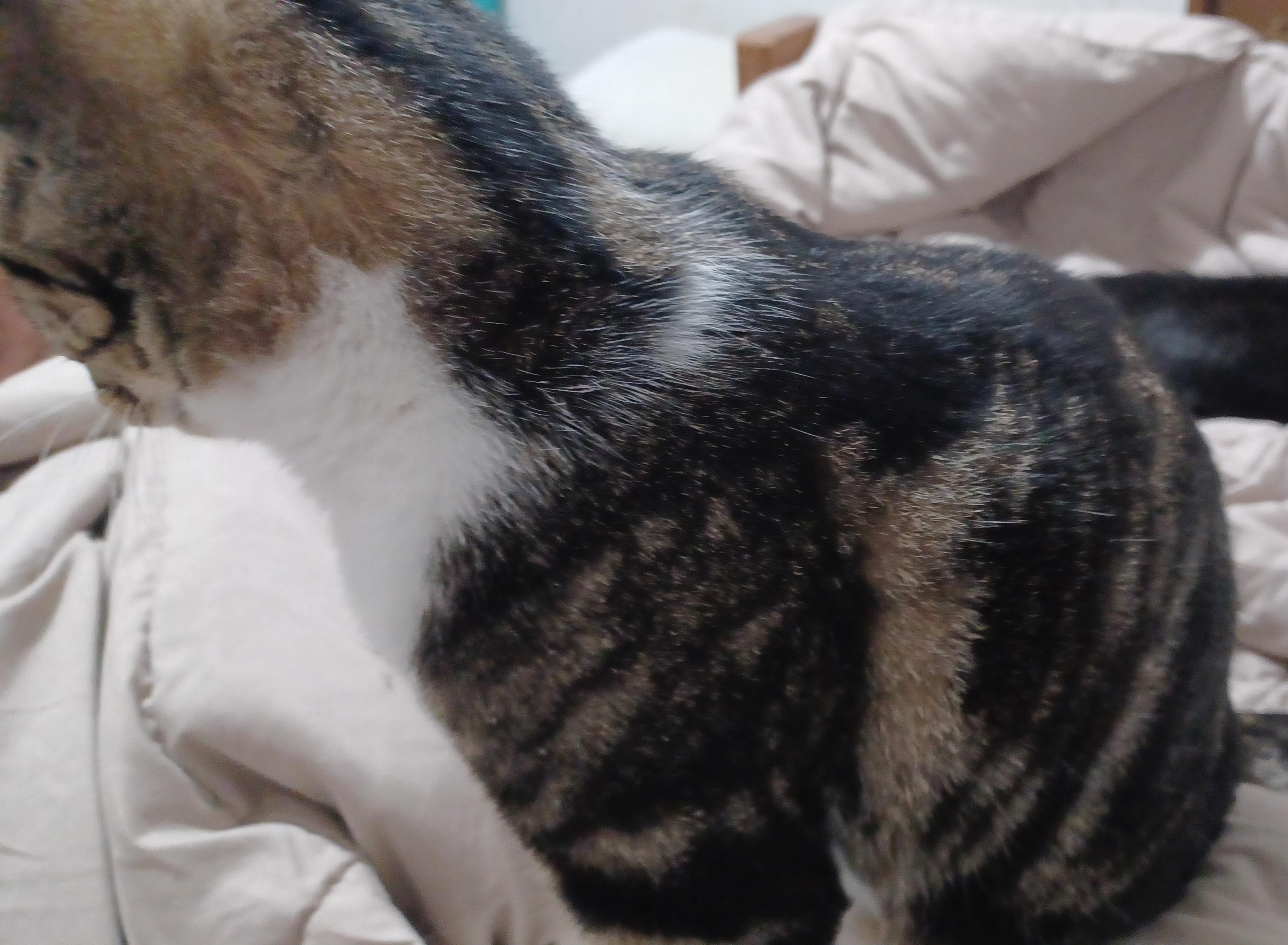 Dottie, Adoptable, Young Female Domestic Short Hair.