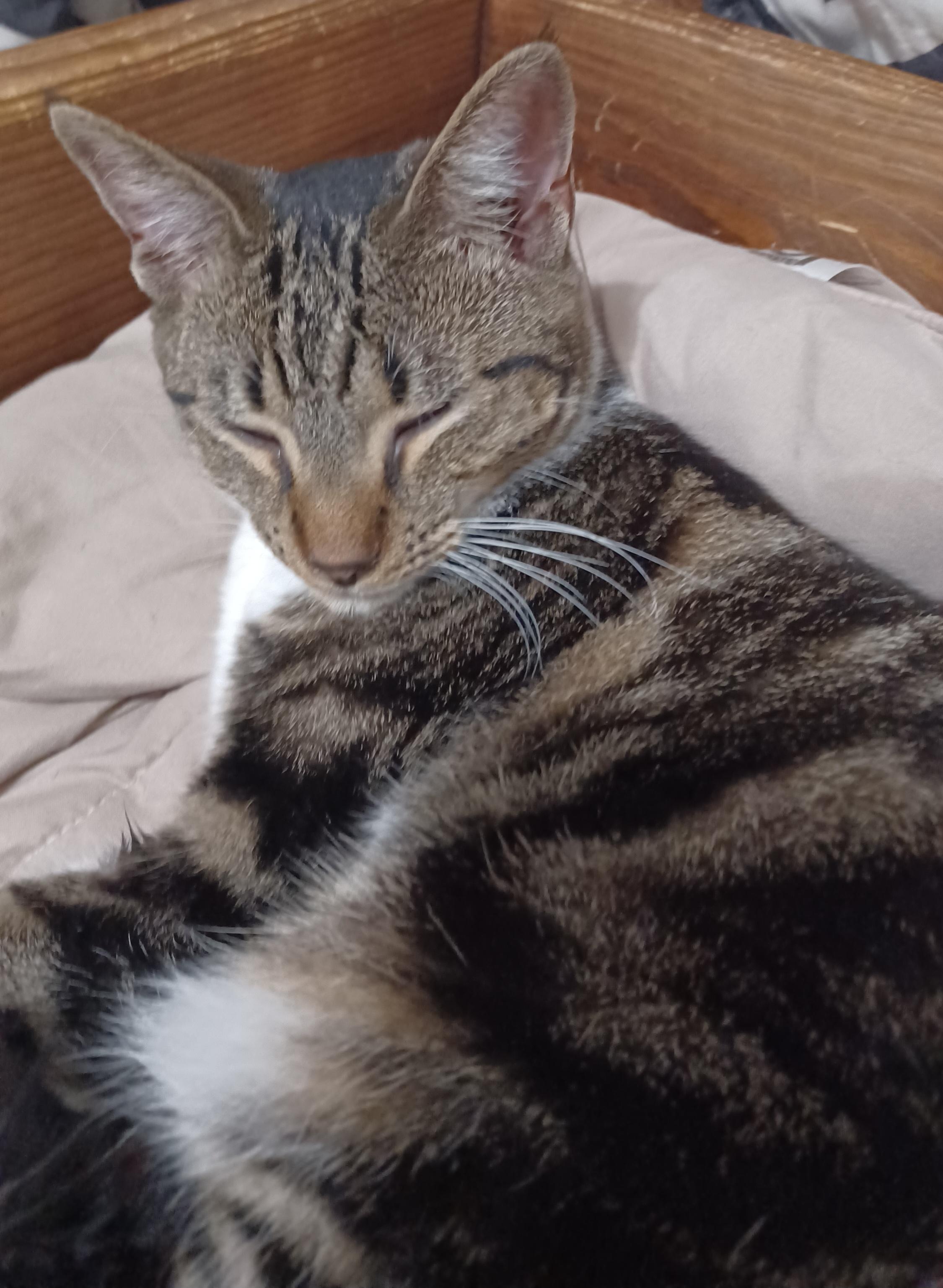 Enlarge Dottie, a Adoptable Domestic Short Hair in Morgantown, WV image 2/4