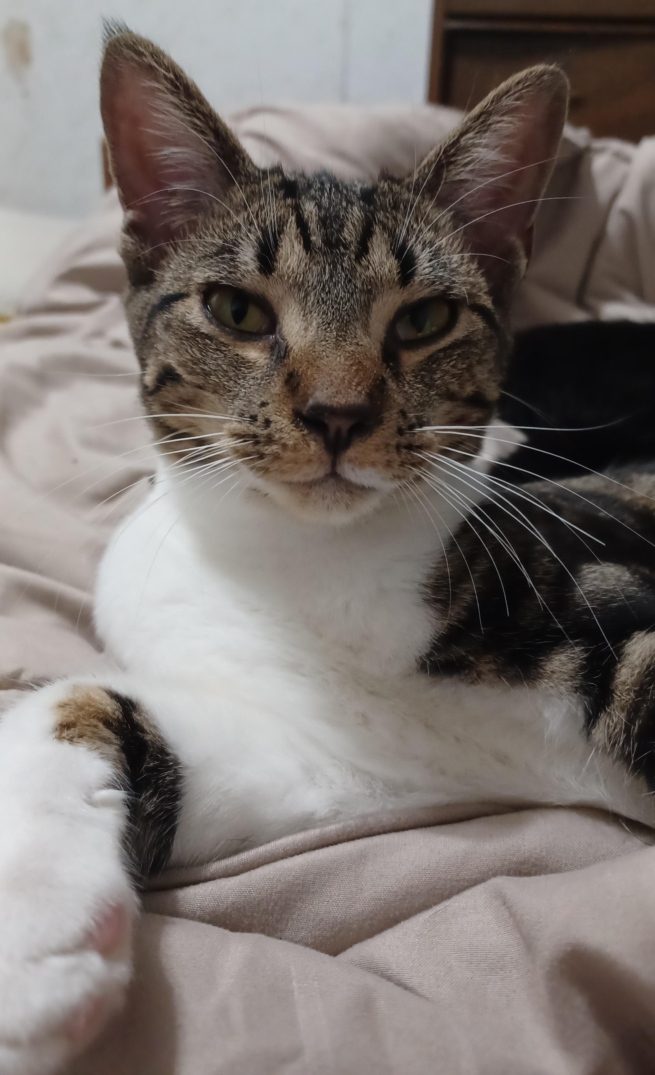 Enlarge Dottie, a Adoptable Domestic Short Hair in Morgantown, WV image 3/4