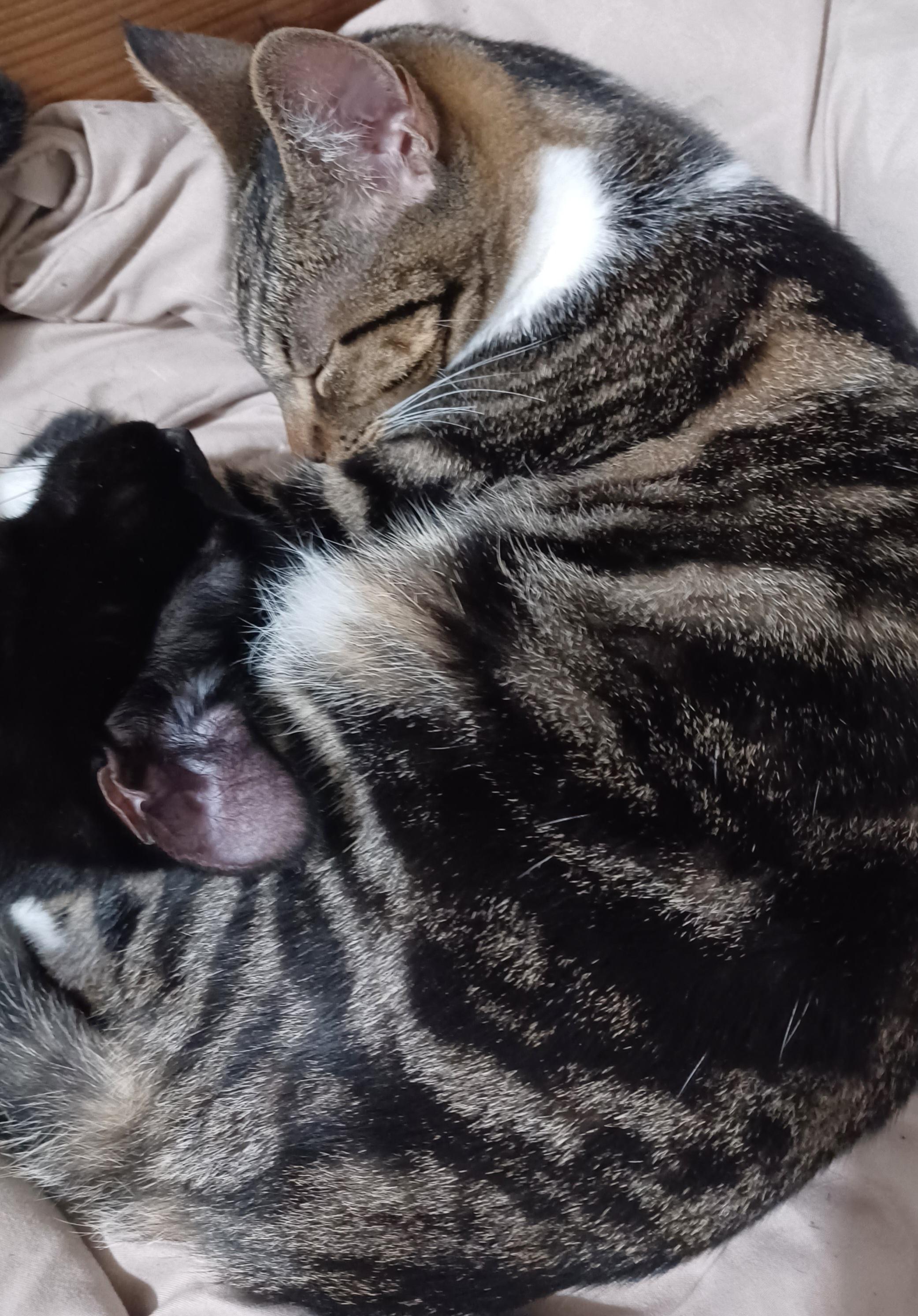 Enlarge Dottie, a Adoptable Domestic Short Hair in Morgantown, WV image 4/4