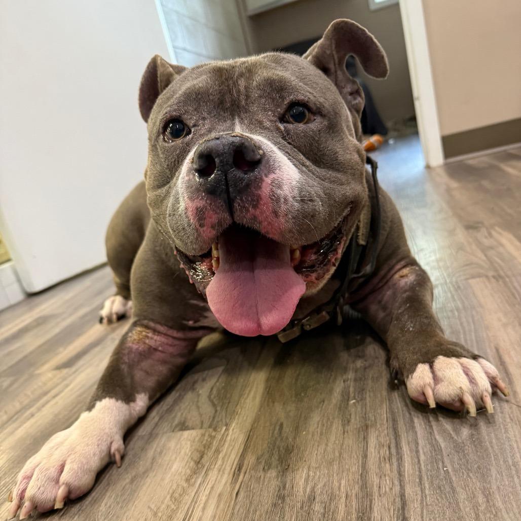 Enlarge Crash, a Adoptable American Bulldog in Muncie, IN image 1/6