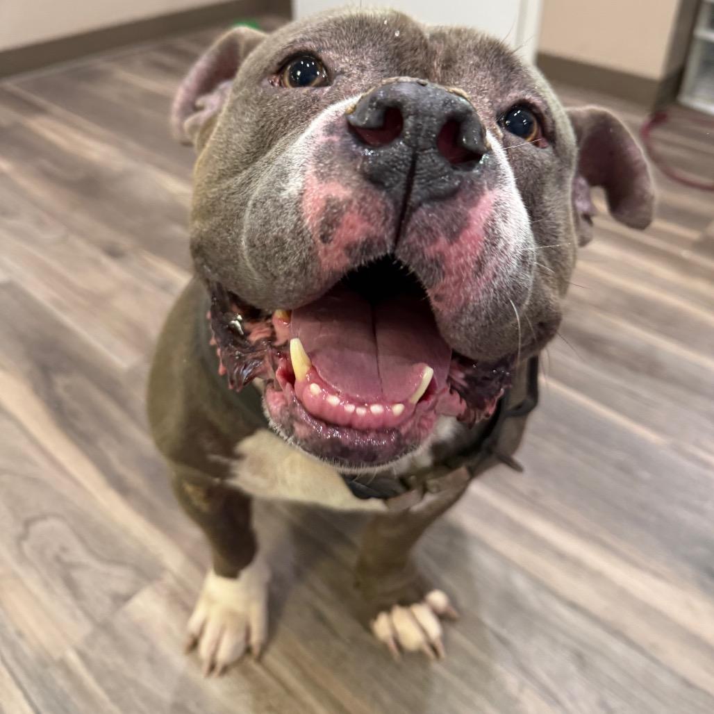 Enlarge Crash, a Adoptable American Bulldog in Muncie, IN image 2/6