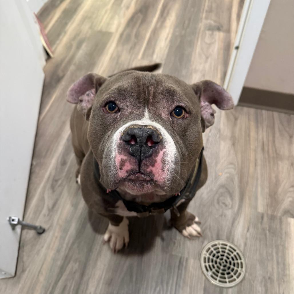 Enlarge Crash, a Adoptable American Bulldog in Muncie, IN image 3/6