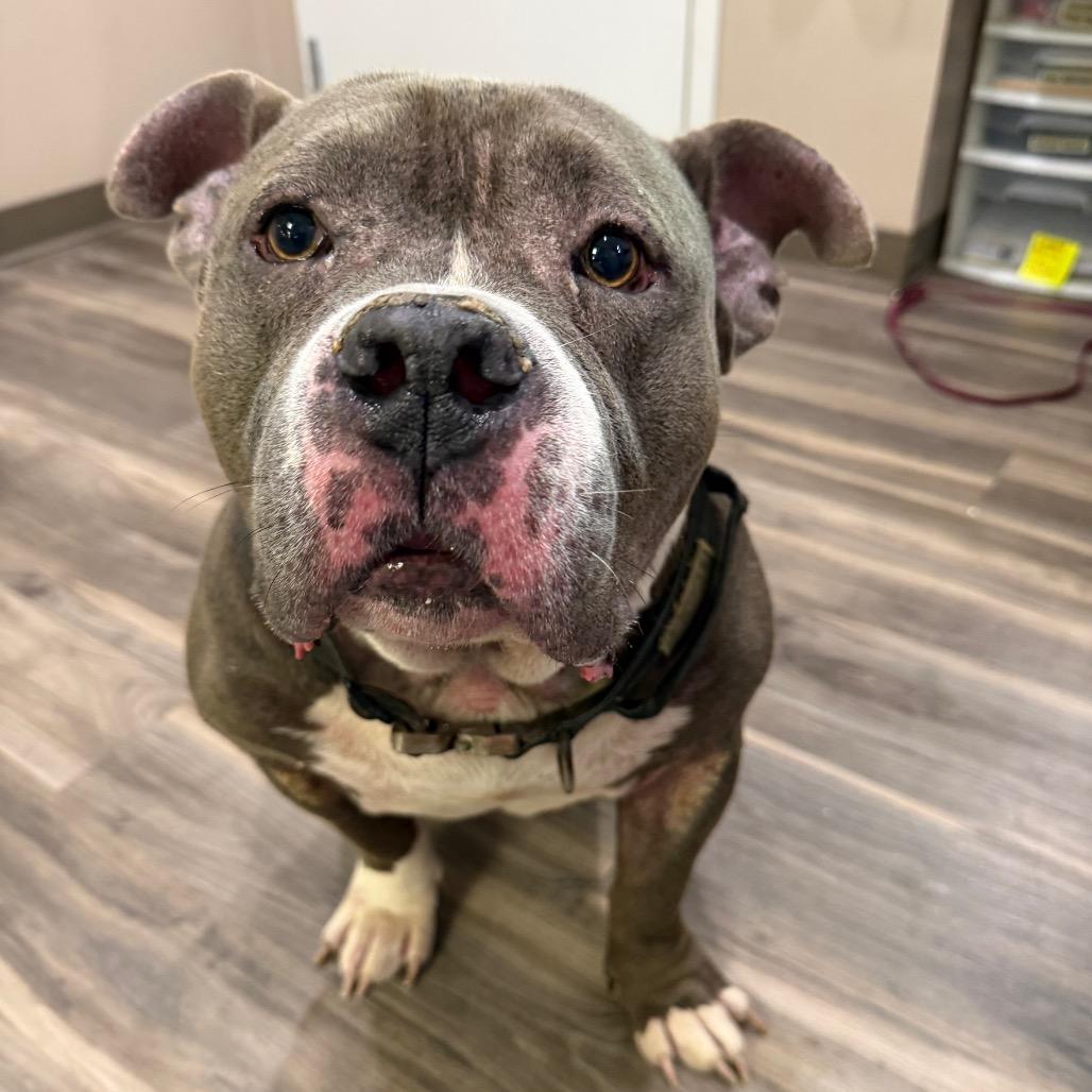 Enlarge Crash, a Adoptable American Bulldog in Muncie, IN image 4/6