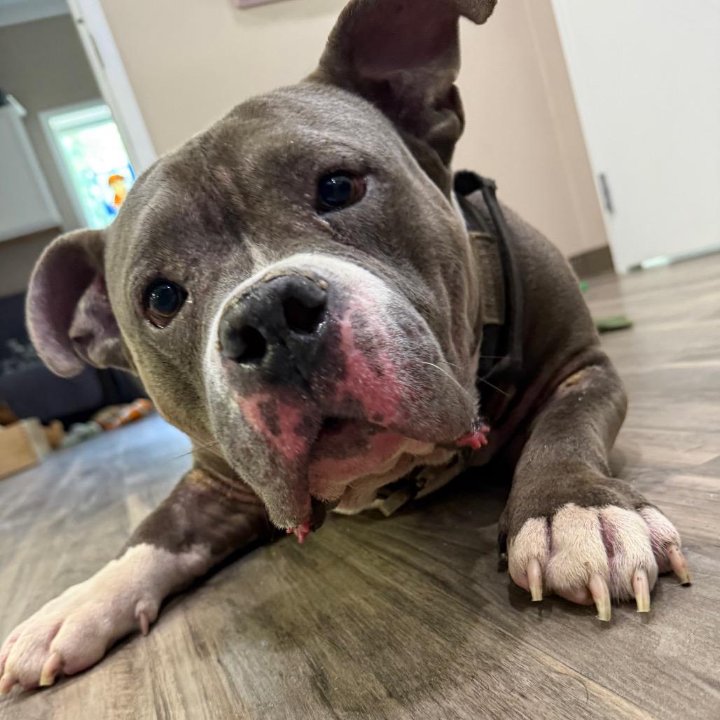 Enlarge Crash, a Adoptable American Bulldog in Muncie, IN image 5/6