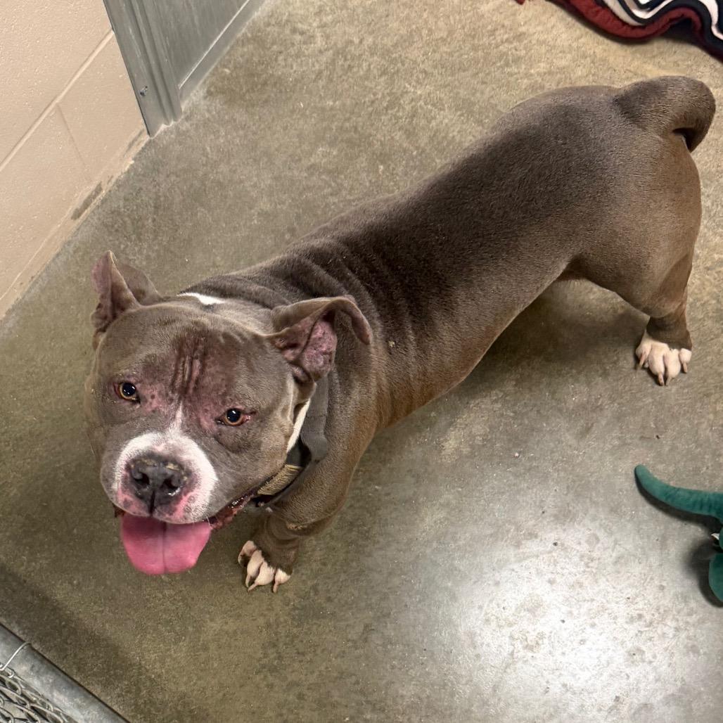 Enlarge Crash, a Adoptable American Bulldog in Muncie, IN image 6/6