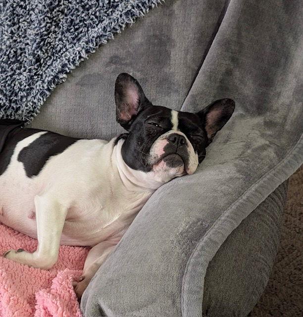 Abby (courtesy post), a Adopted mixed breed in Pittsburgh, PA image 1/3