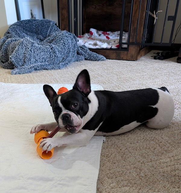 Abby (courtesy post), a Adopted mixed breed in Pittsburgh, PA image 3/3