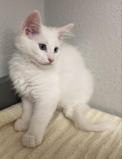 Enlarge -Tanya, a Adopted mixed breed in Red Bluff, CA image 1/2