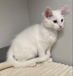 Enlarge -Tanya, a Adopted mixed breed in Red Bluff, CA image 2/2
