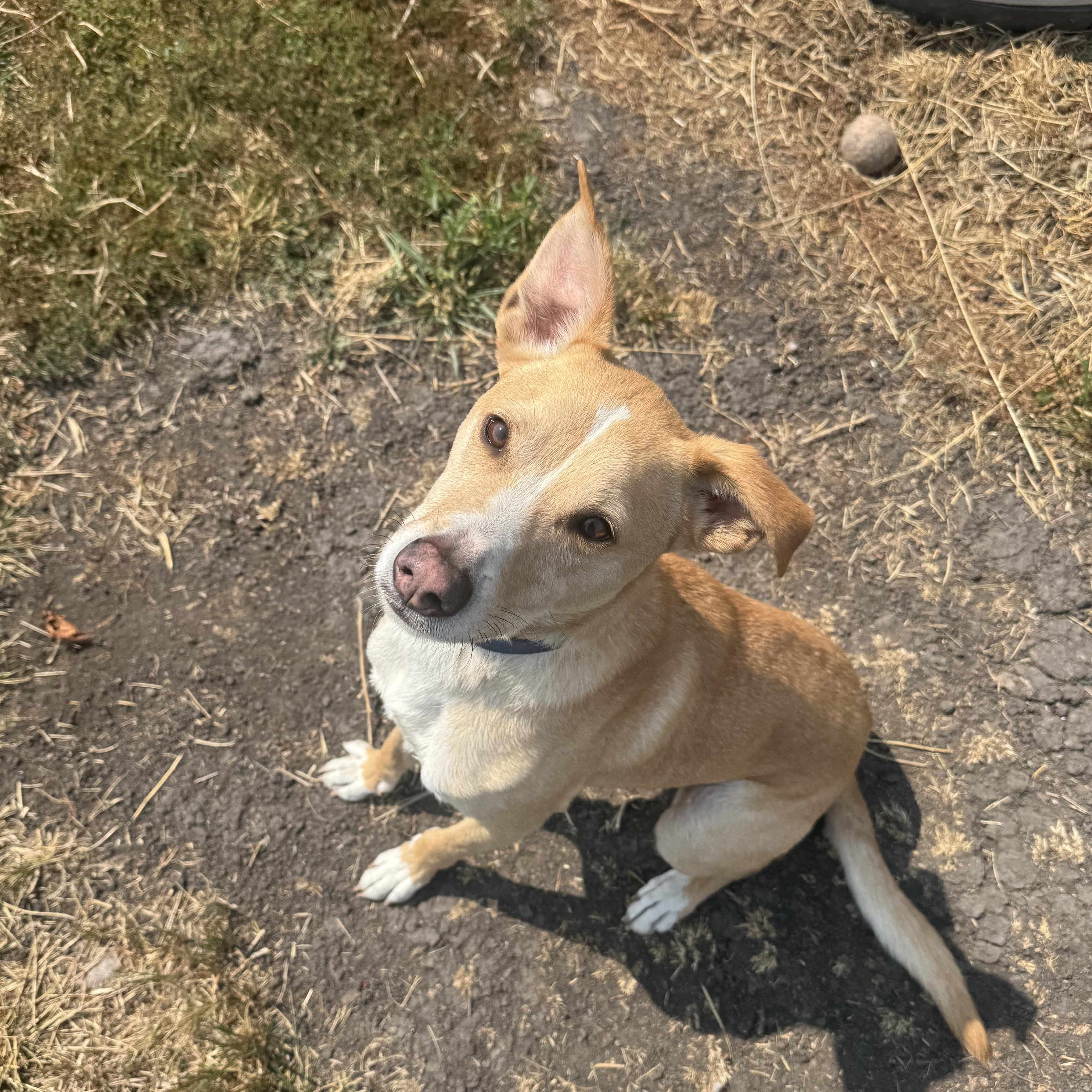 Bingo, a ADOPTABLE mixed breed in La Grande, OR image 3/6