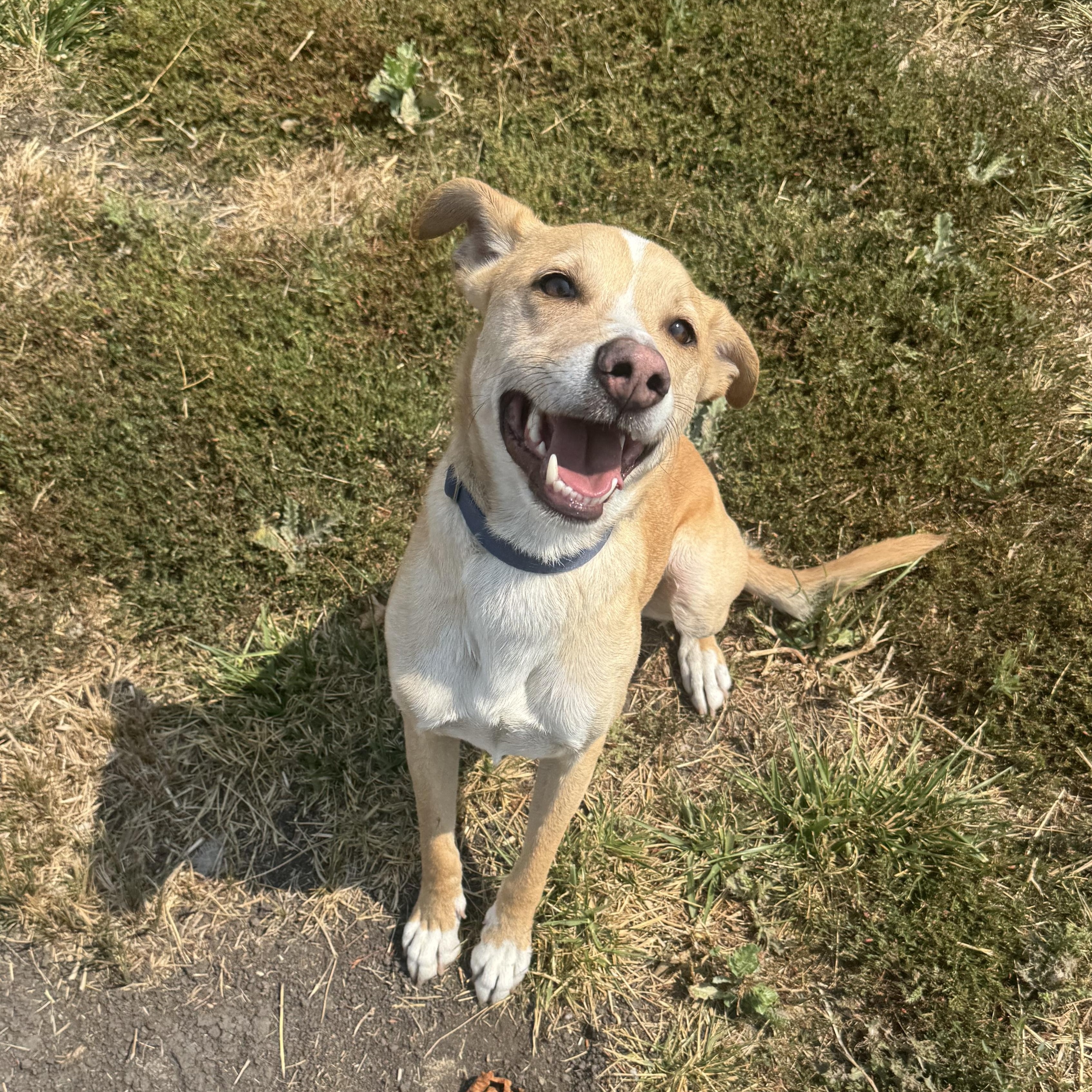 Bingo, a ADOPTABLE mixed breed in La Grande, OR image 5/6