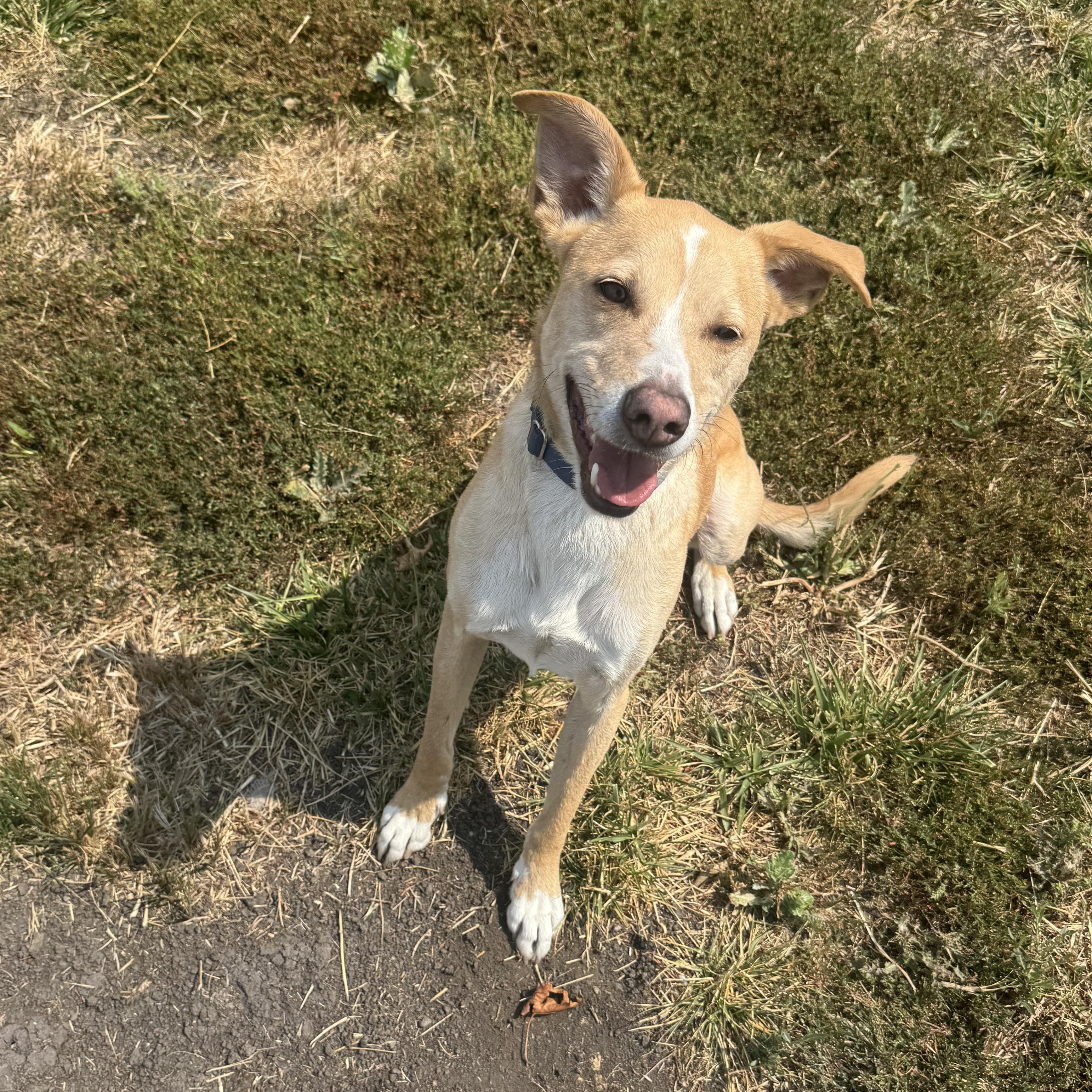 Bingo, a ADOPTABLE mixed breed in La Grande, OR image 6/6