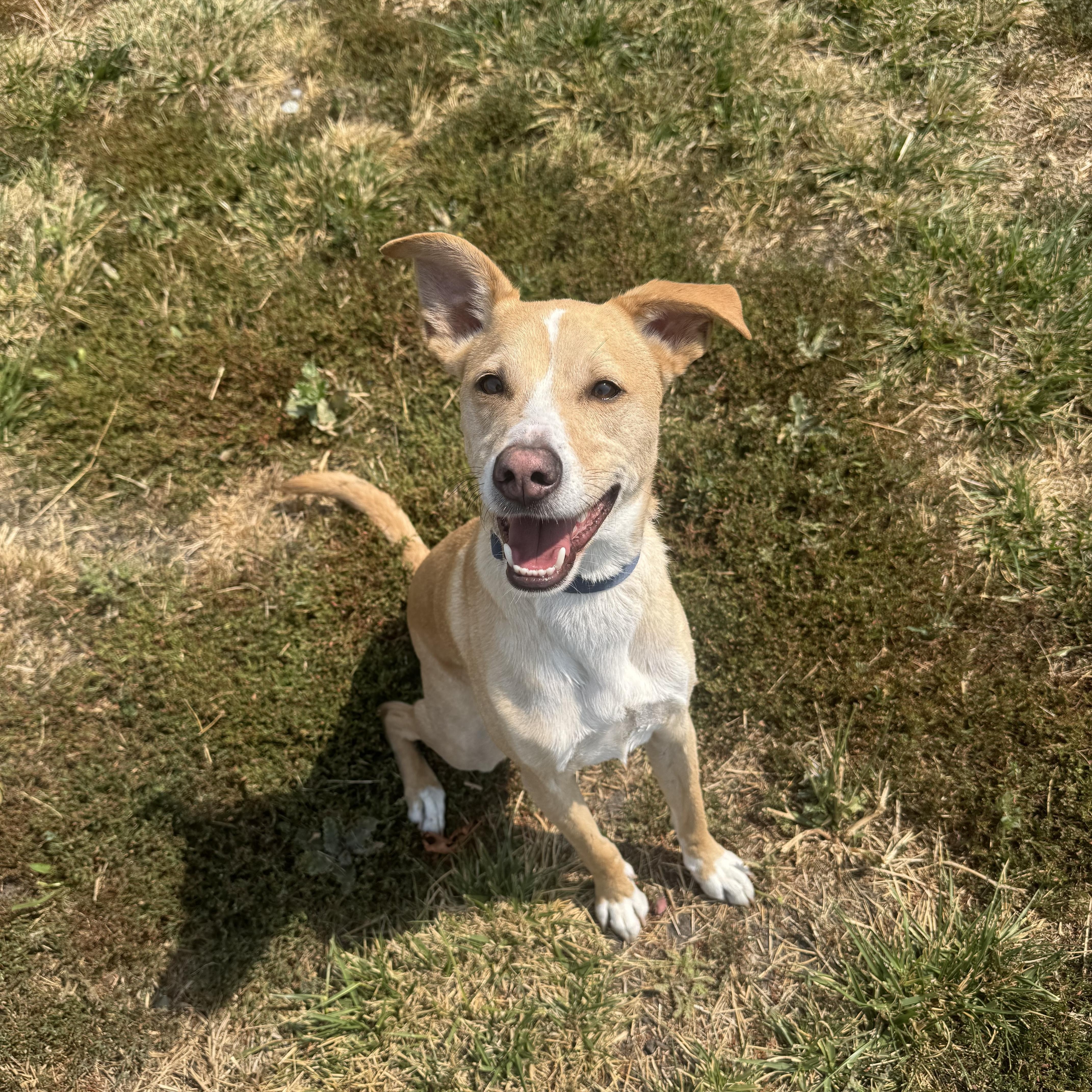 Bingo, ADOPTABLE, Adult Male Beagle & Terrier.