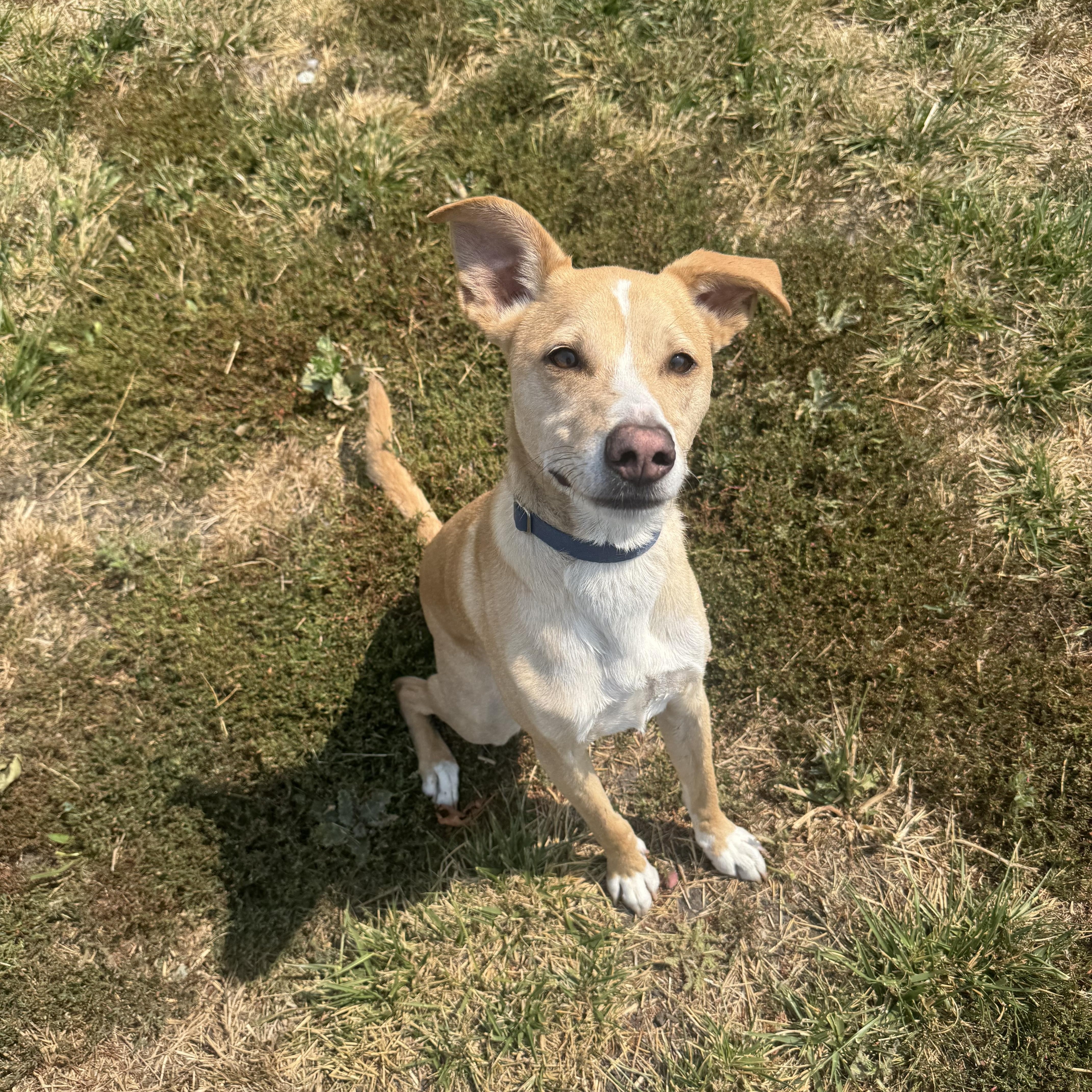 Bingo, a ADOPTABLE mixed breed in La Grande, OR image 4/6