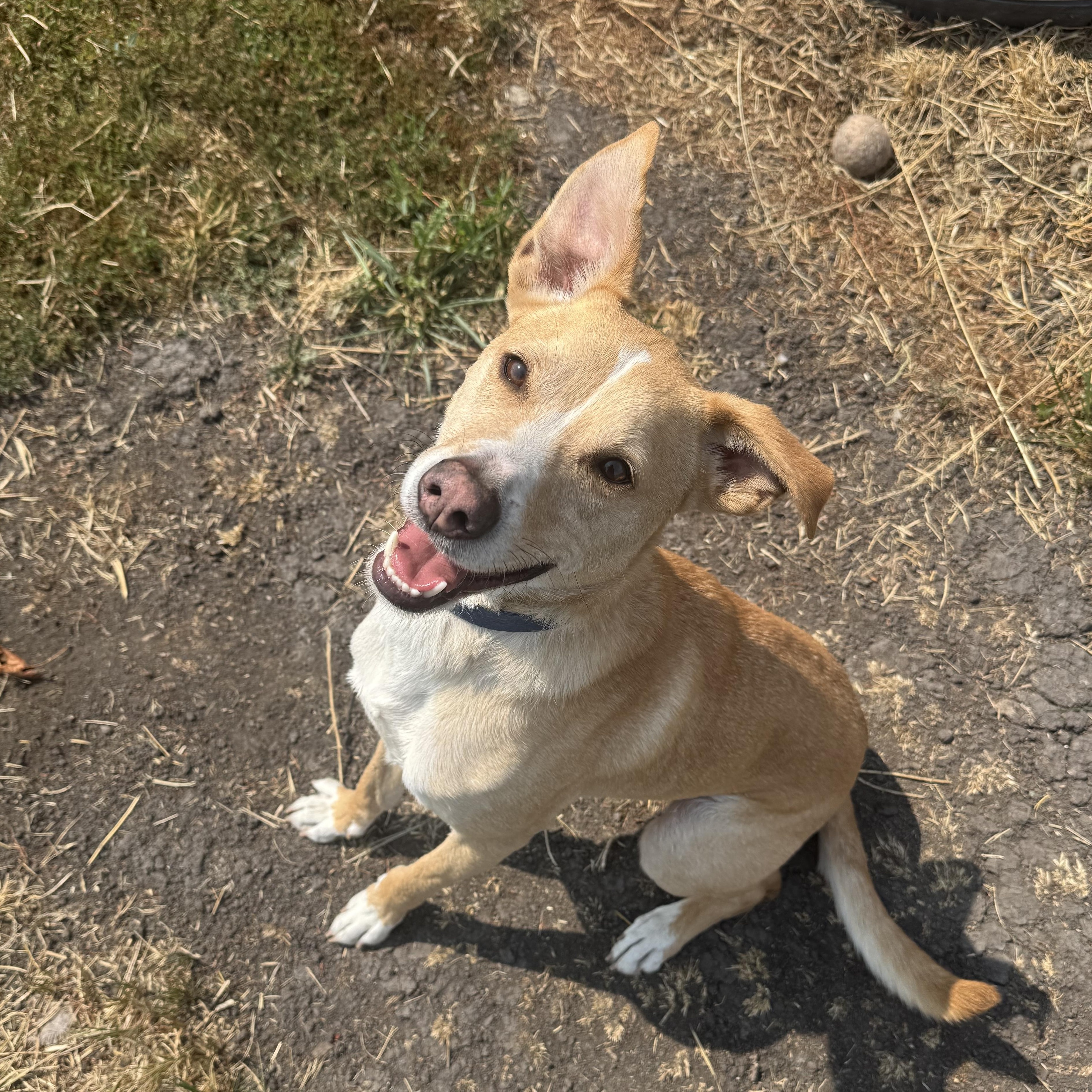 Bingo, a ADOPTABLE mixed breed in La Grande, OR image 2/6