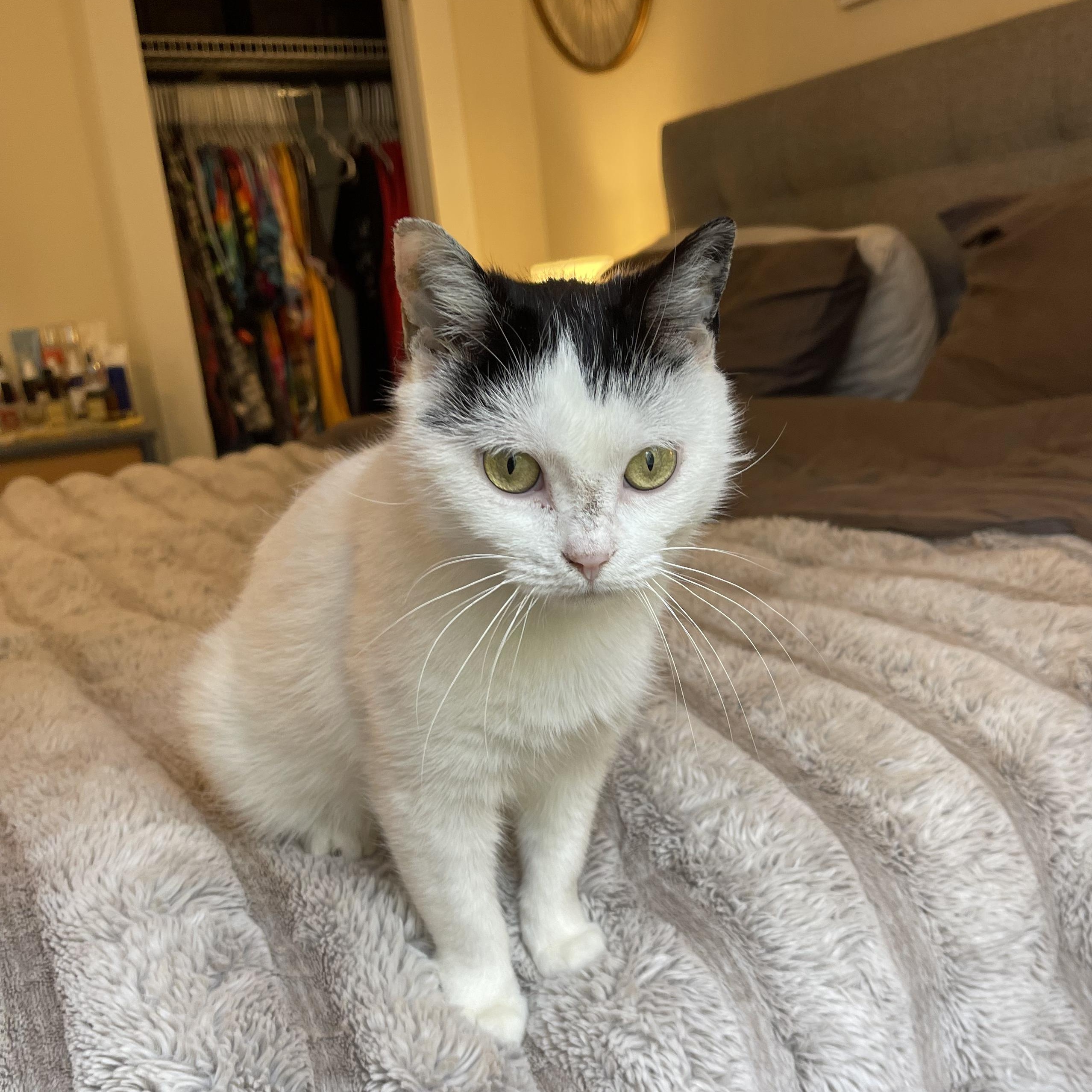 Espresso Martini , an adoptable Domestic Short Hair in Scranton, PA image 6/6