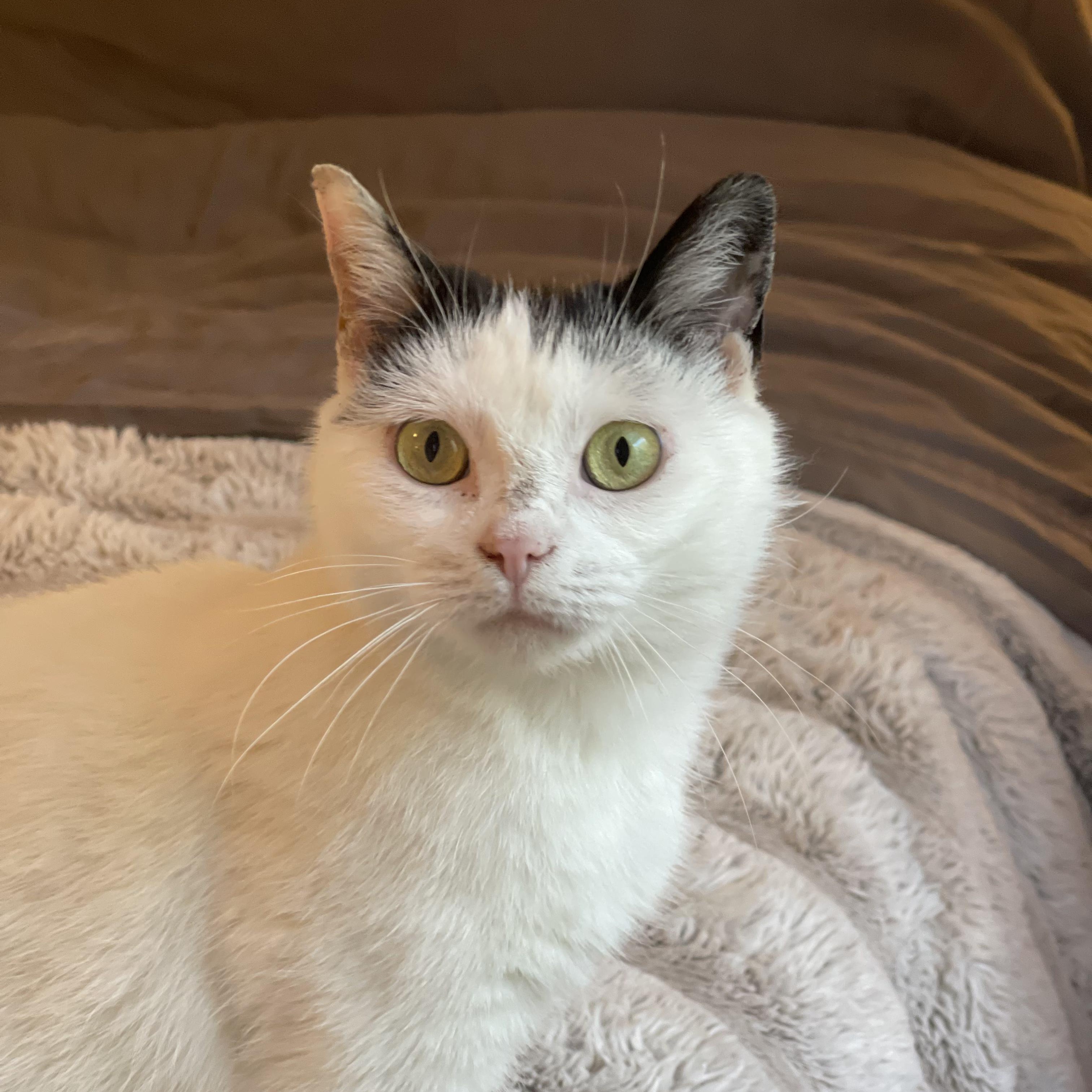 Espresso Martini , an adoptable Domestic Short Hair in Scranton, PA image 2/6