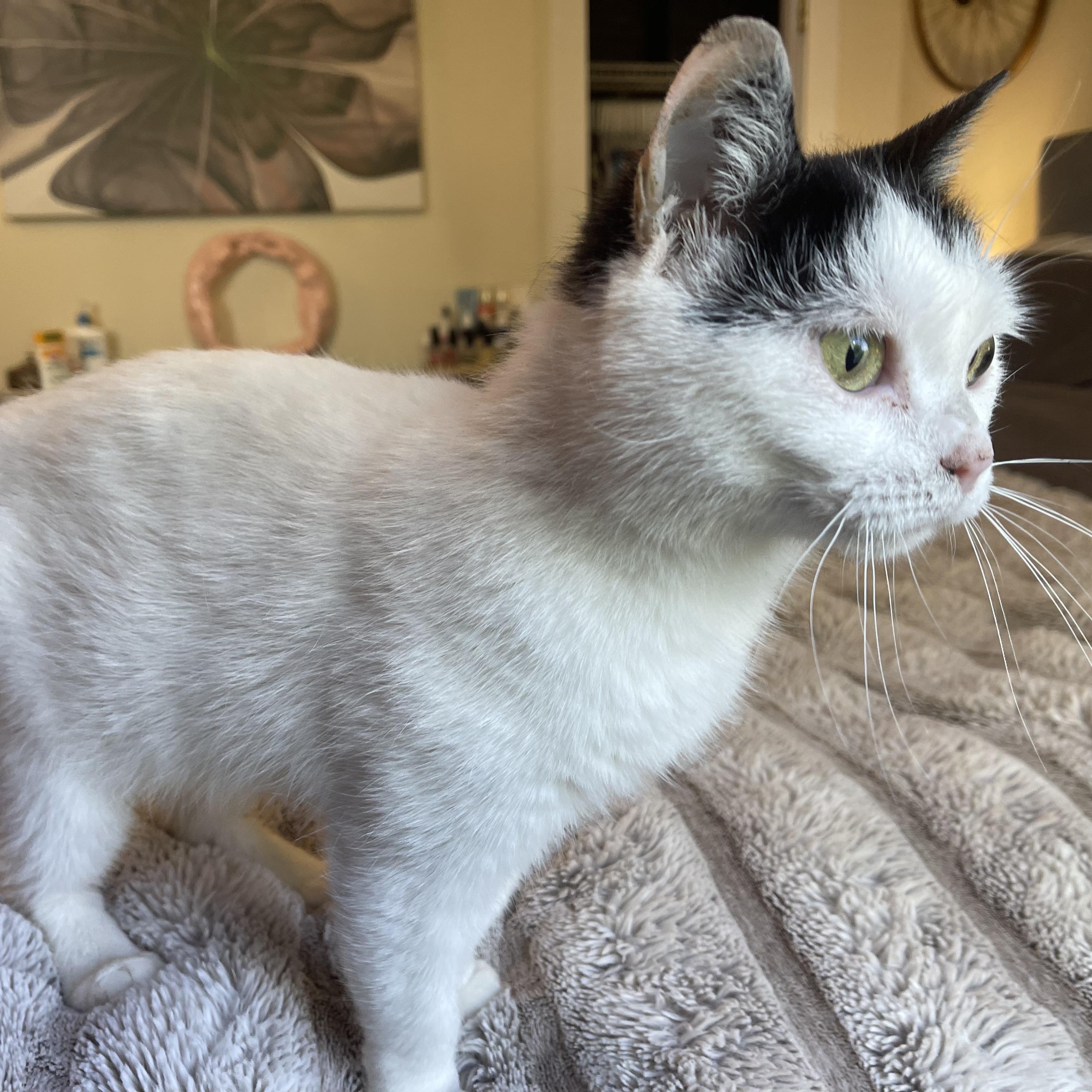 Espresso Martini , an adoptable Domestic Short Hair in Scranton, PA image 4/6