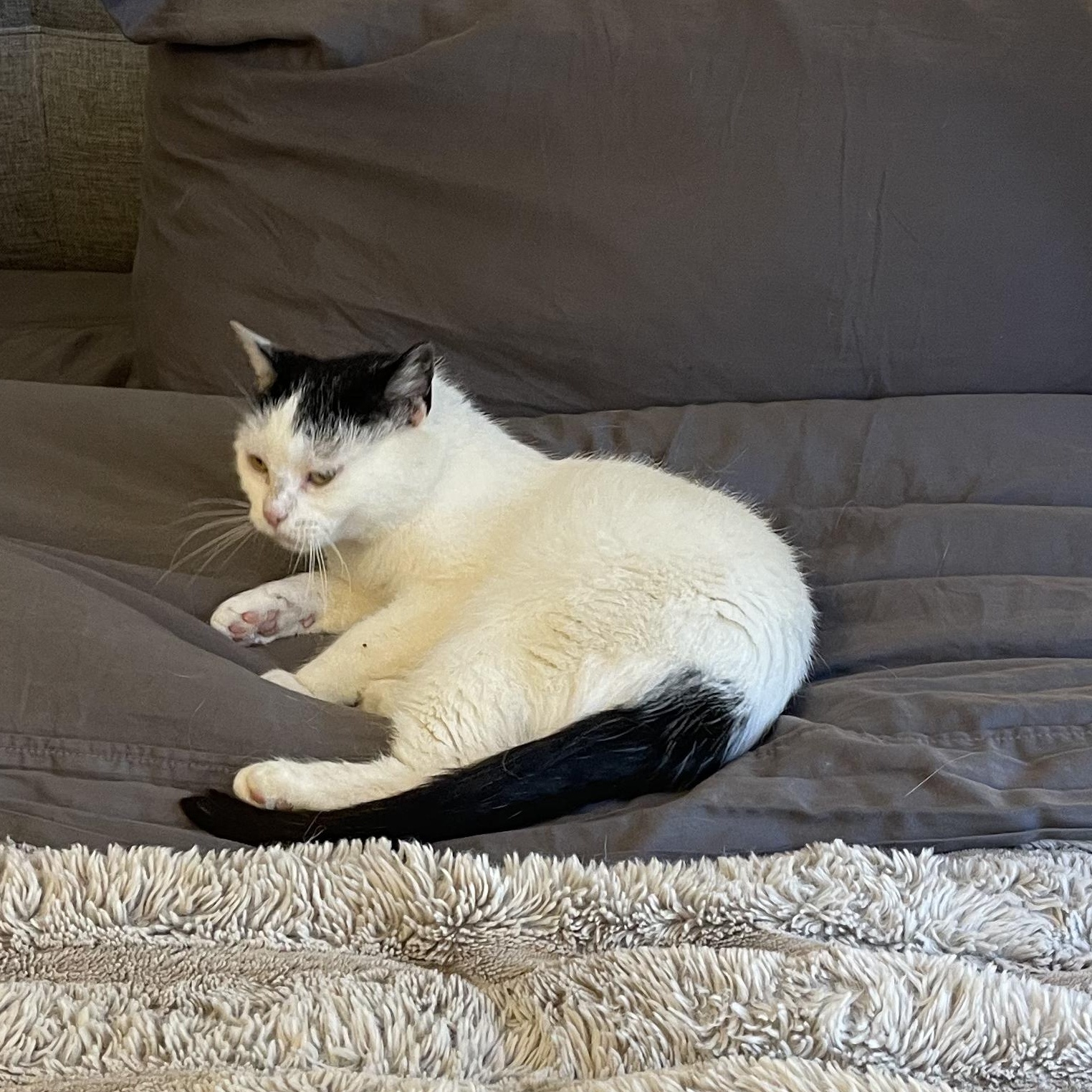 Espresso Martini , an adoptable Domestic Short Hair in Scranton, PA image 5/6