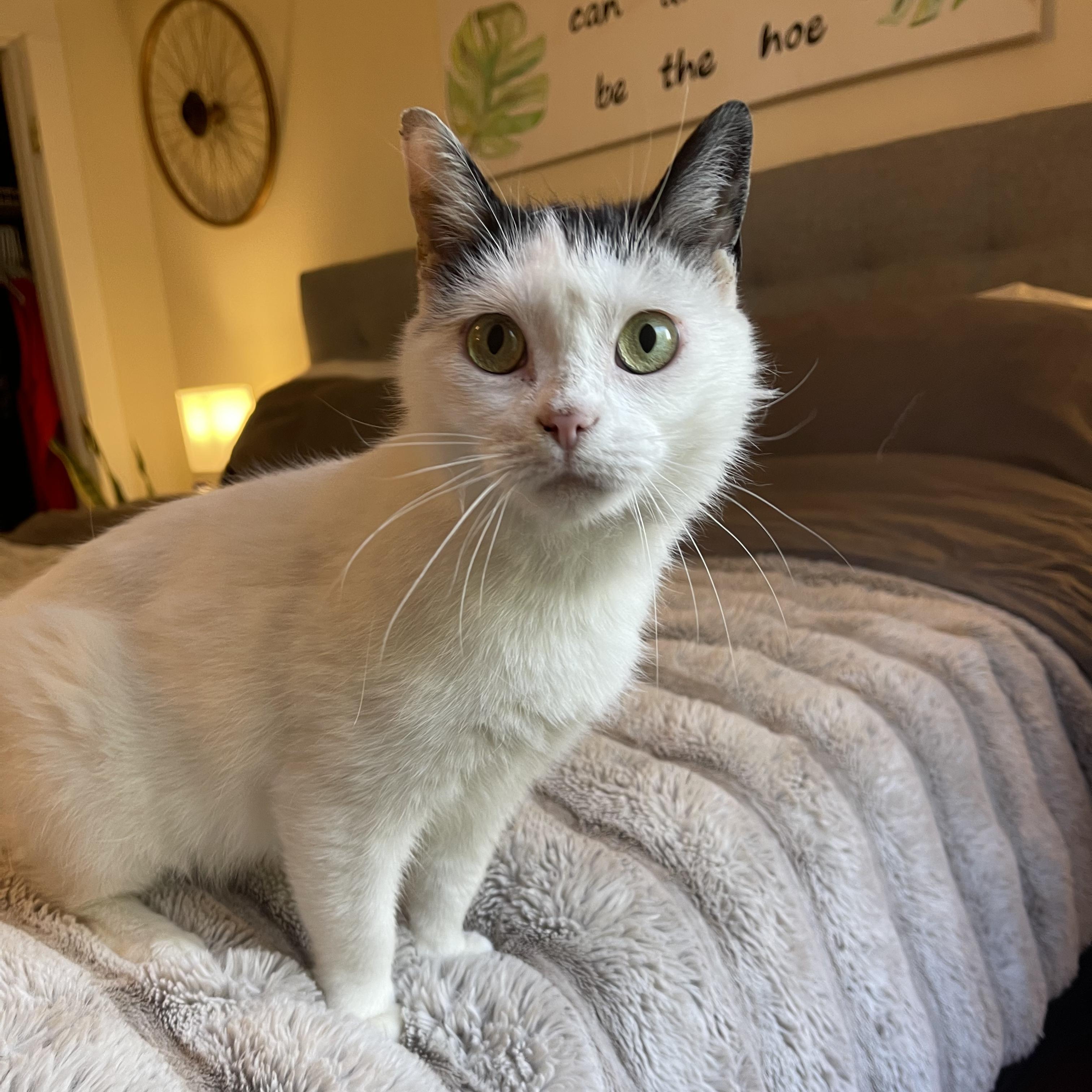 Espresso Martini , an adoptable Domestic Short Hair in Scranton, PA image 3/6