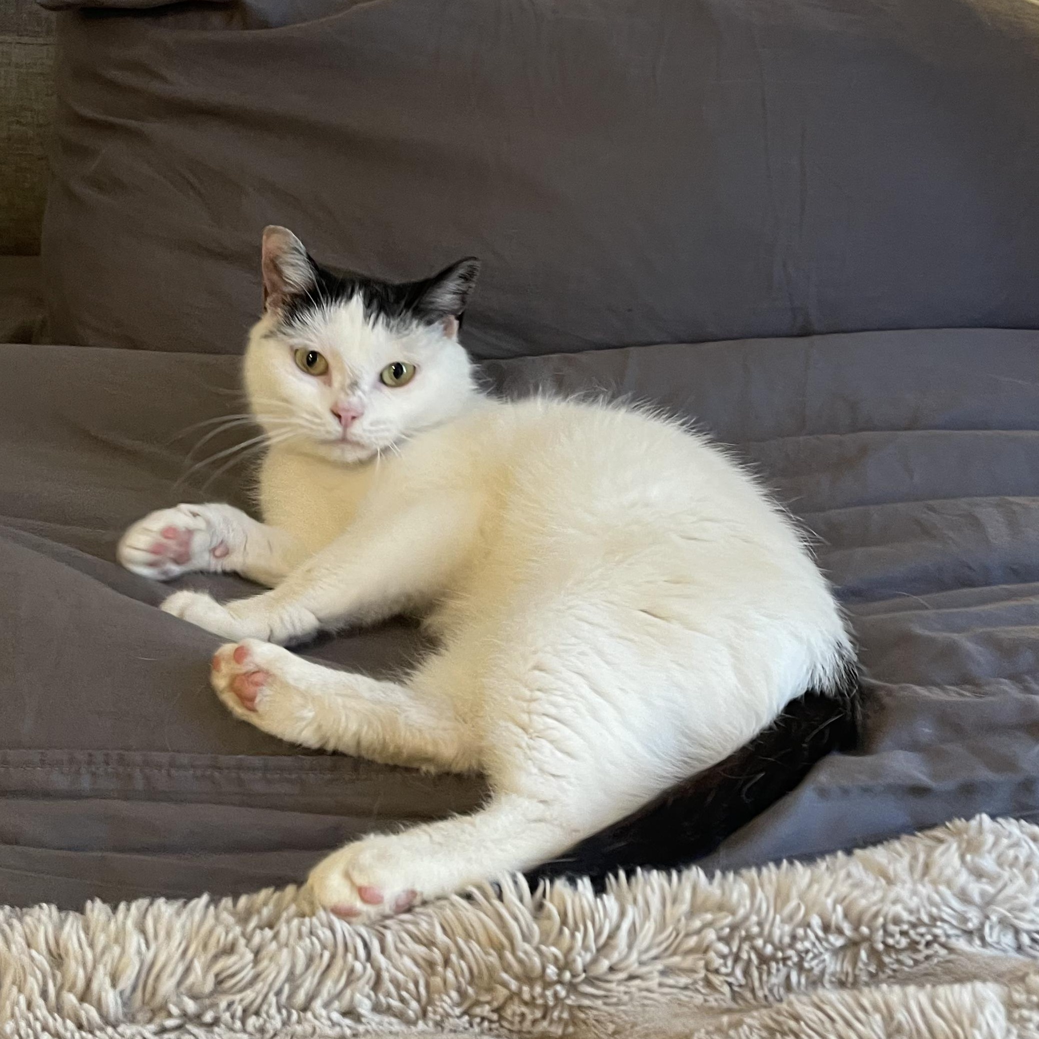 Espresso Martini , an adoptable Domestic Short Hair in Scranton, PA image 1/6