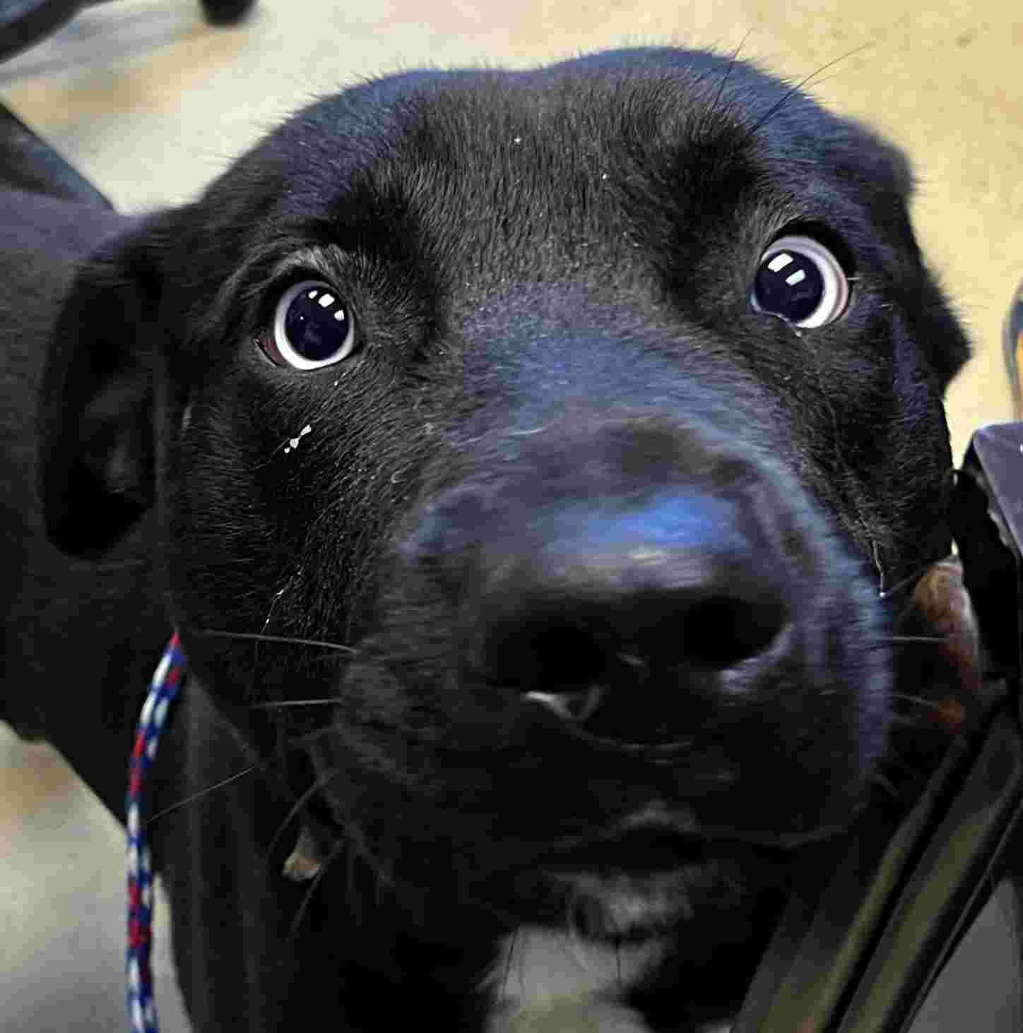Bark Twain, ADOPTABLE, Adult Male Husky & Black Labrador Retriever.