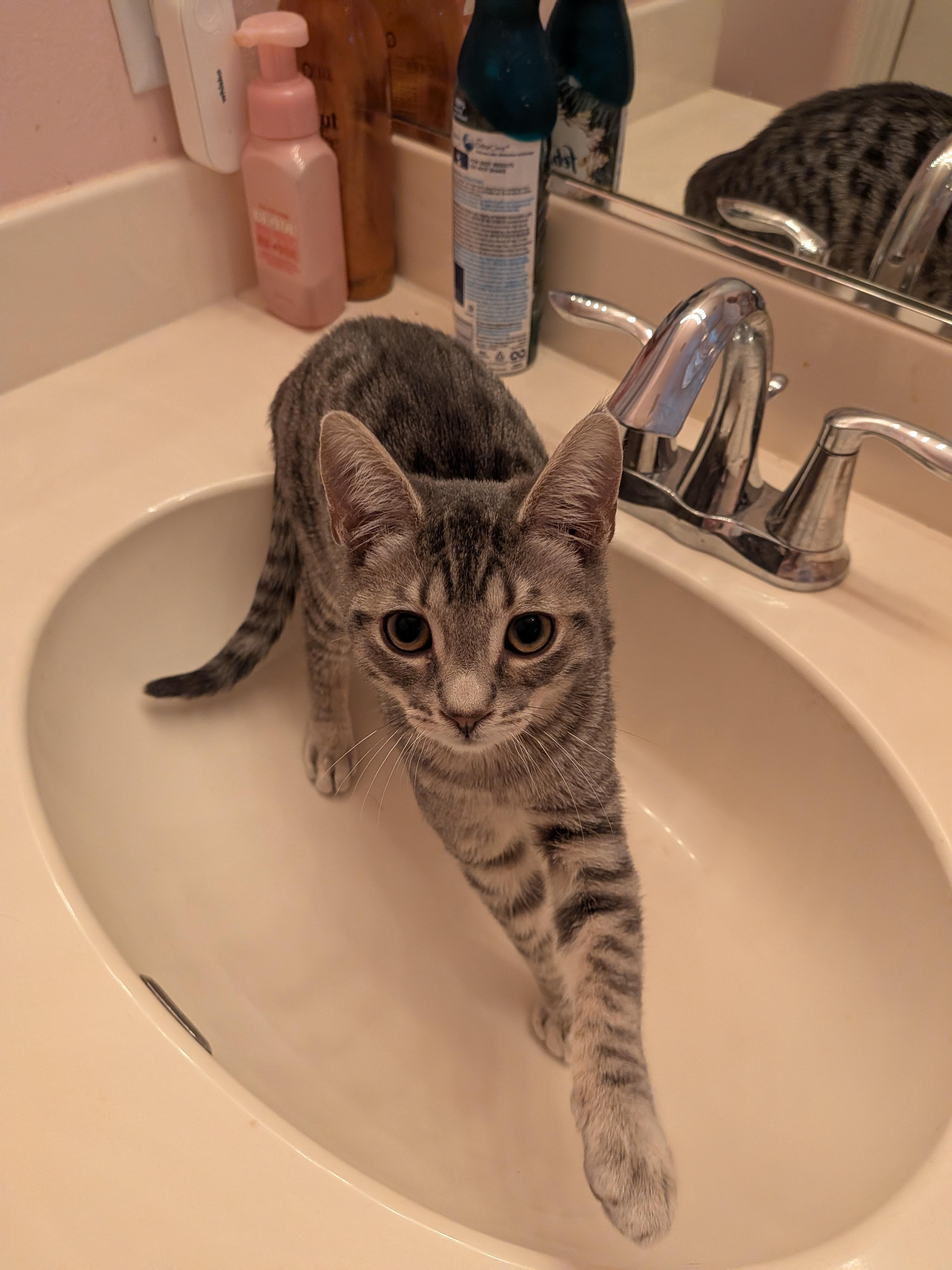 Carl, Adopted, Kitten Male Tabby.