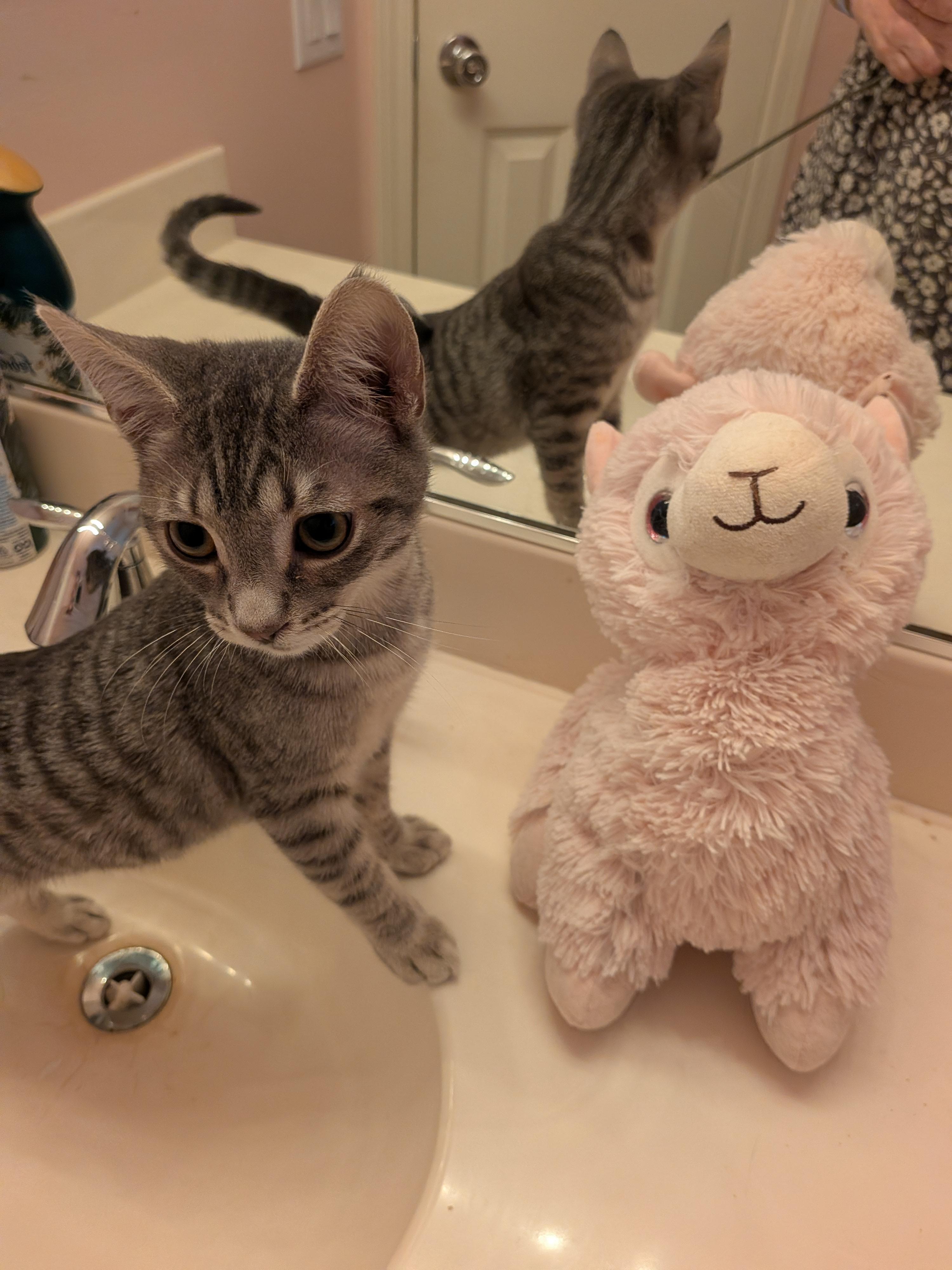 Enlarge Carl, a Adopted Tabby in Springfield, OR image 2/3