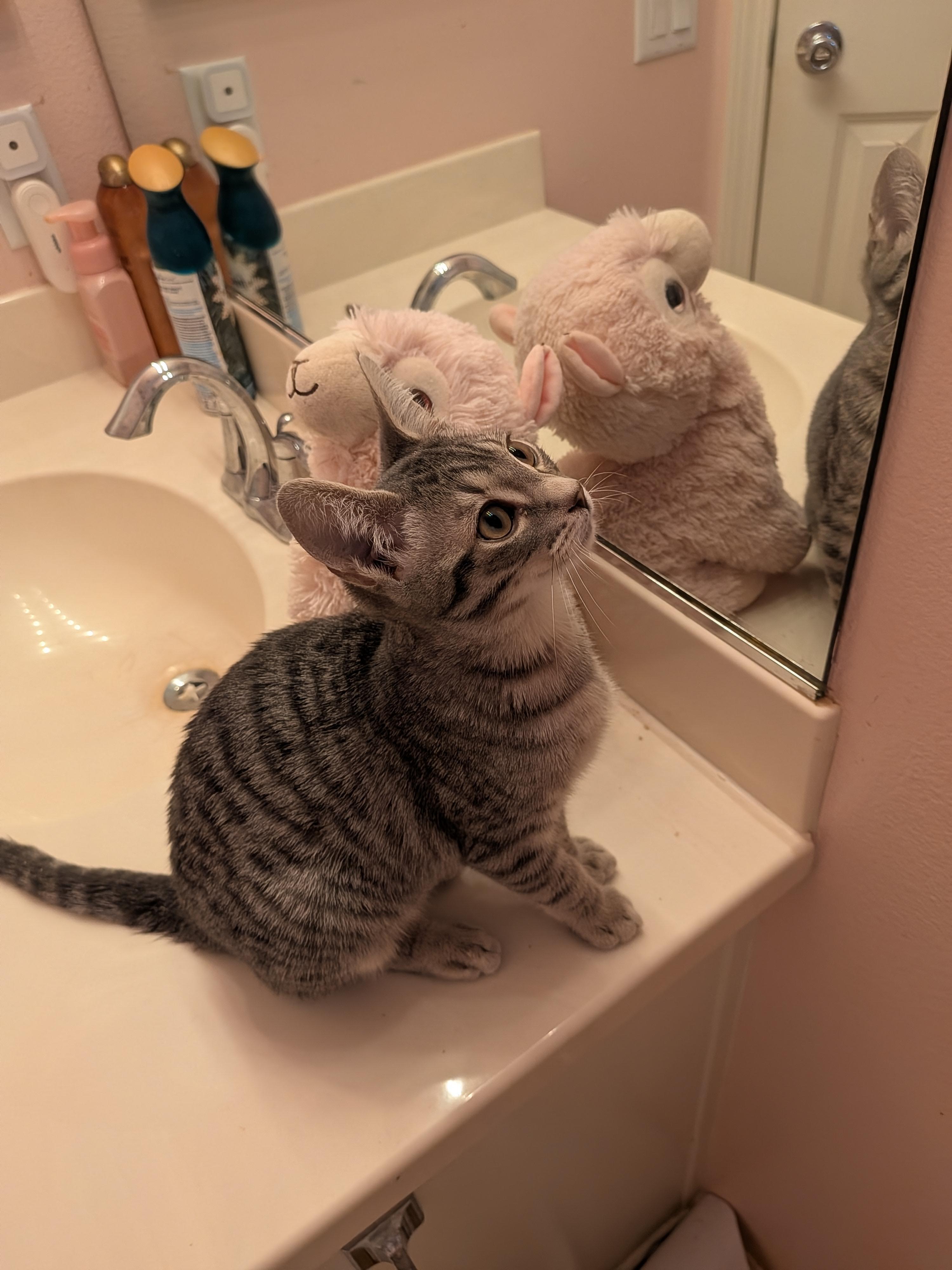Enlarge Carl, a Adopted Tabby in Springfield, OR image 3/3