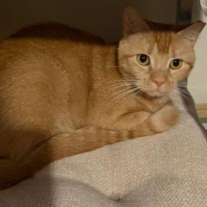 Amber, Adoptable, Adult Female Tabby & Abyssinian.