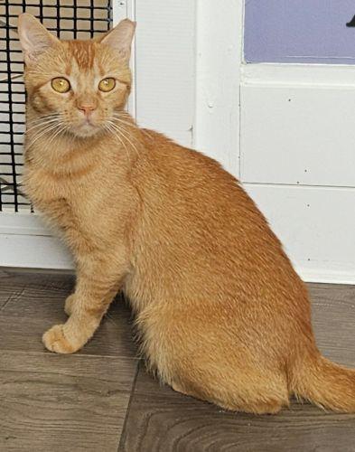 Amber, a Adoptable mixed breed in Lenhartsville, PA image 2/5