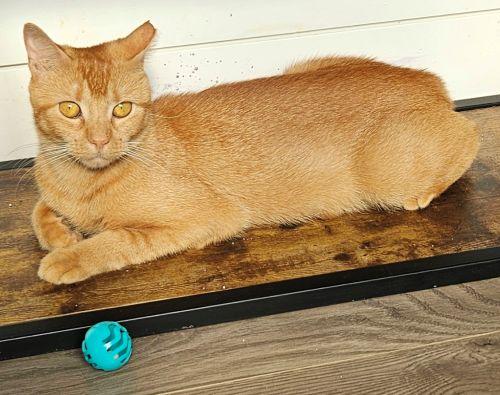 Amber, a Adoptable mixed breed in Lenhartsville, PA image 3/5