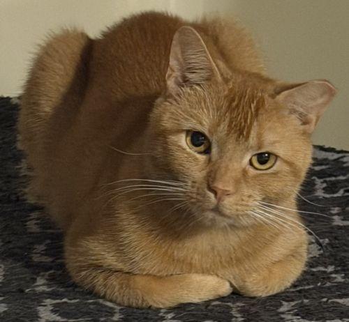 Amber, a Adoptable mixed breed in Lenhartsville, PA image 5/5