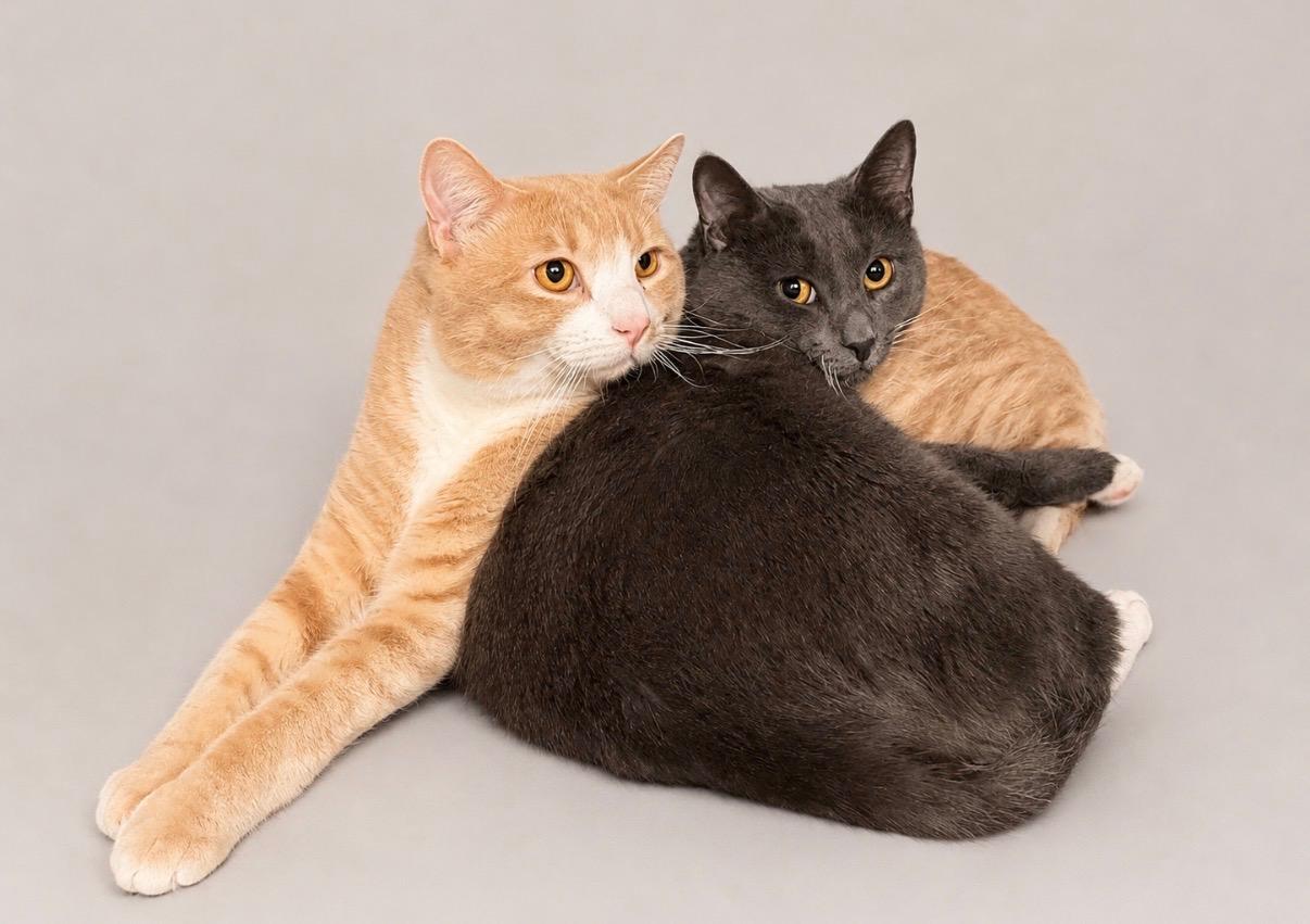 Portland & Seattle, ADOPTABLE, Young Male American Shorthair.