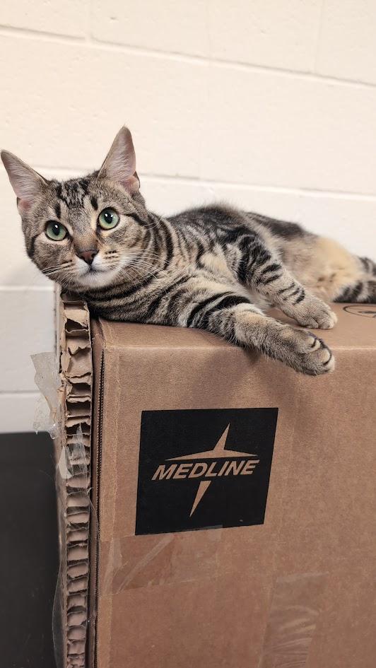 Enlarge Doodle Bug, a Adopted Domestic Short Hair in Davis, CA image 4/4