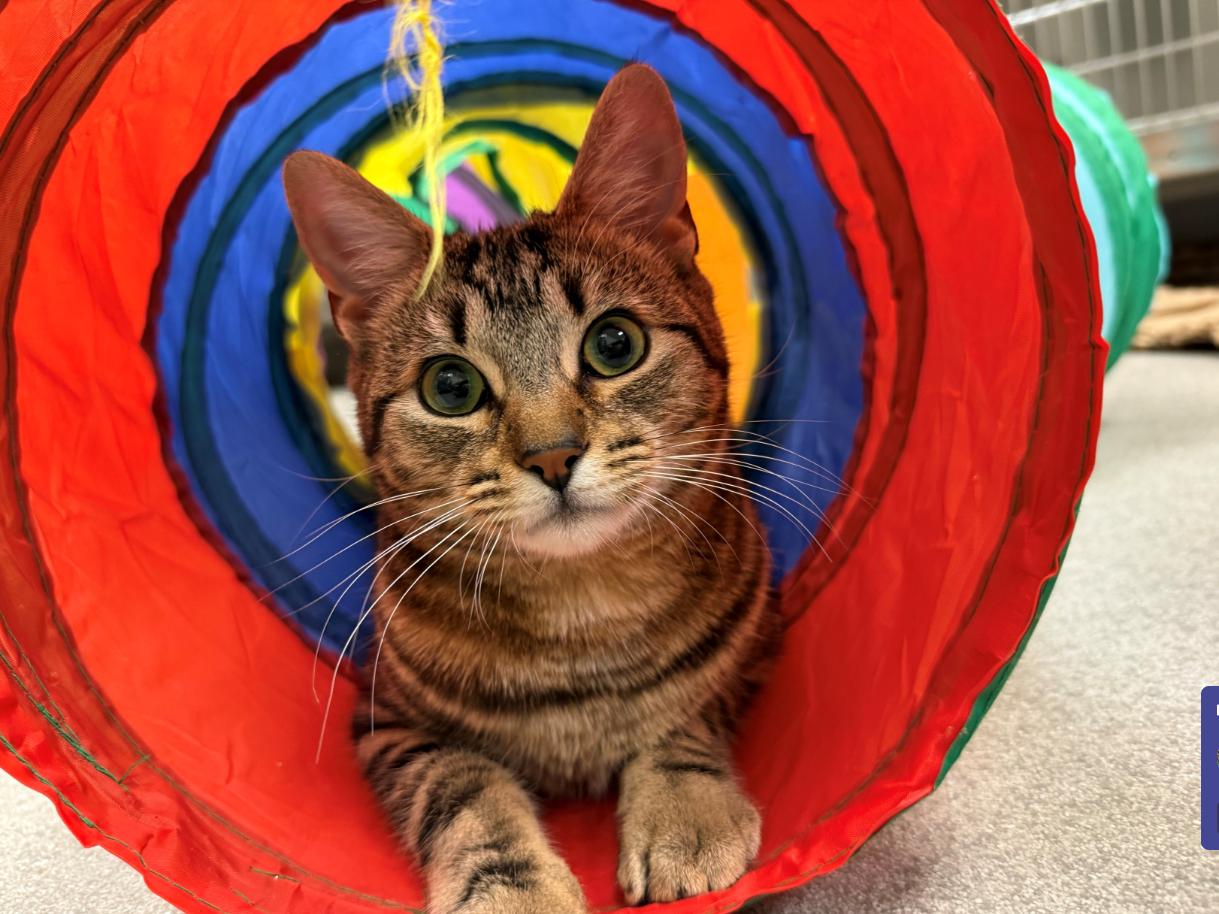 Enlarge Doodle Bug, a Adopted Domestic Short Hair in Davis, CA image 1/4