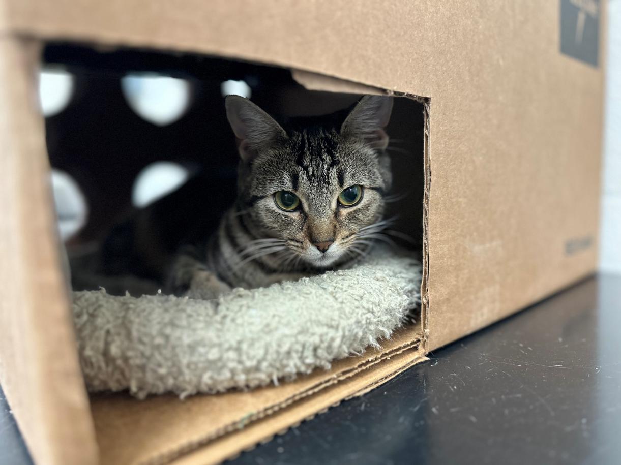 Enlarge Doodle Bug, a Adopted Domestic Short Hair in Davis, CA image 2/4