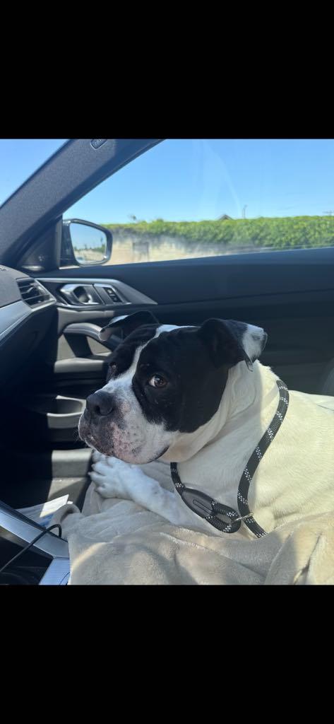 Betty Boop, Adopted, Adult Female Pit Bull Terrier.