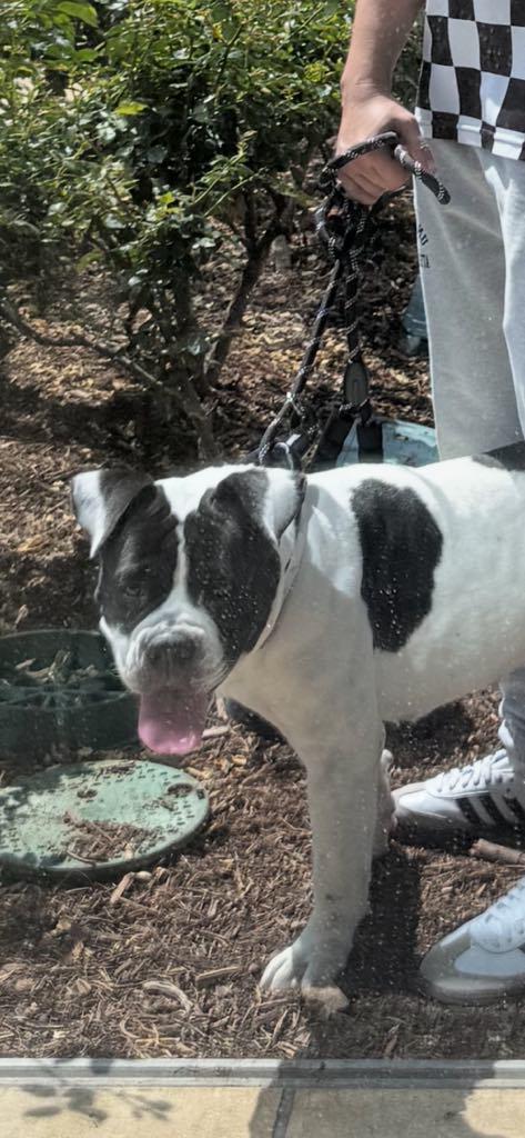 Enlarge Betty Boop, a Adopted Pit Bull Terrier in Agua Dulce, CA image 2/3