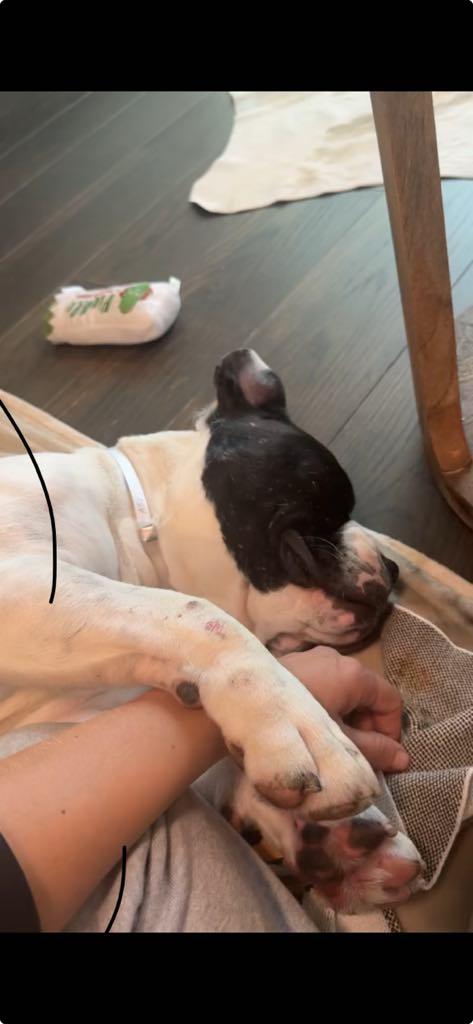 Enlarge Betty Boop, a Adopted Pit Bull Terrier in Agua Dulce, CA image 3/3